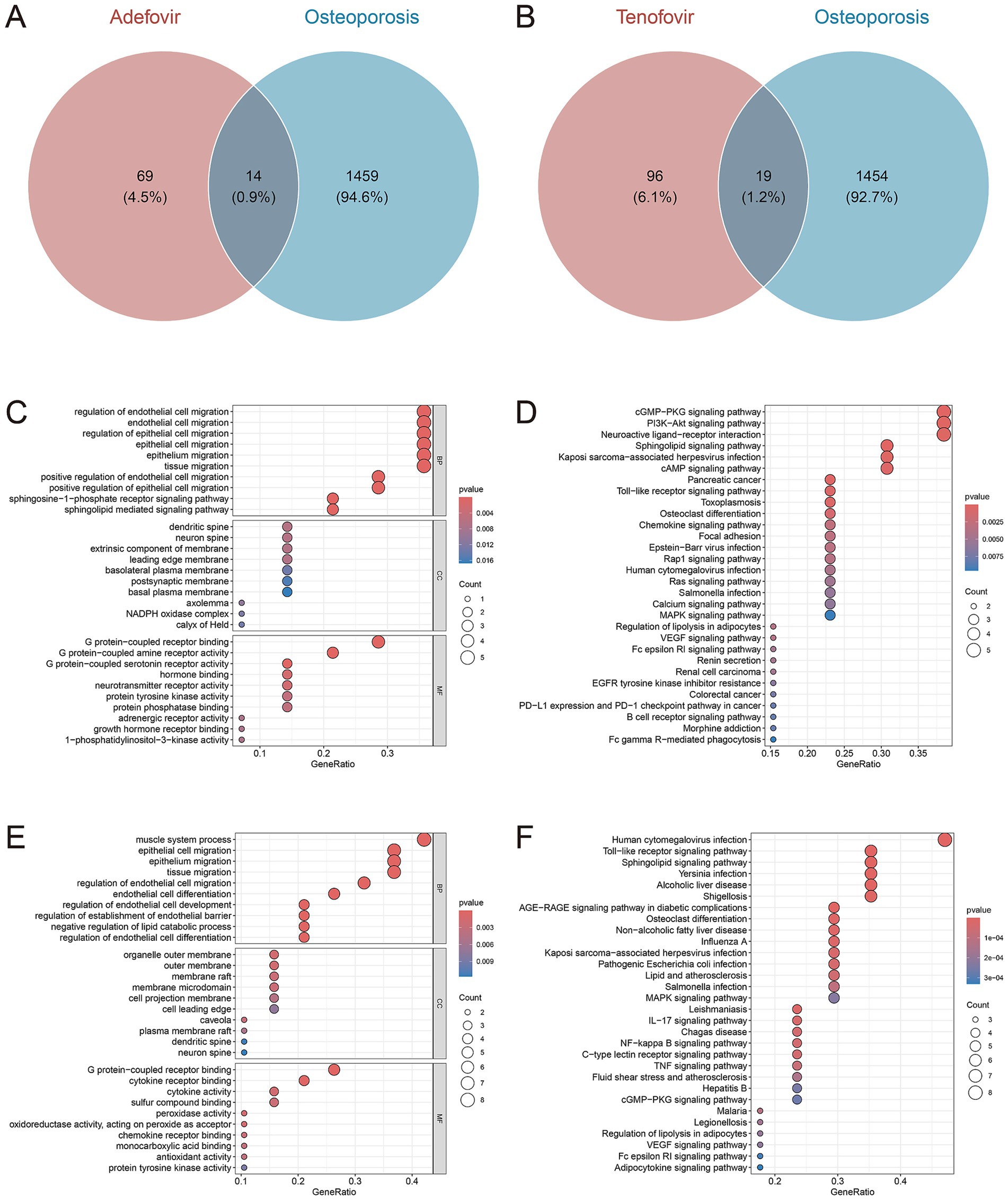 Panel A shows a Venn diagram comparing Adefovir and osteoporosis, with an overlap of fourteen cases. Panel B shows a Venn diagram comparing Tenofovir and osteoporosis, with nineteen overlapping cases. Panels C, D, E, and F depict dot plots of various signaling pathways and biological processes, indicating gene ratios and p-values. Colors indicate significance, and dot sizes represent the count. Panels are labeled by factors such as membrane components and signaling pathways, including cGMP-PKG, MAPK, and others, reflecting associations with osteoporosis and medication effects.