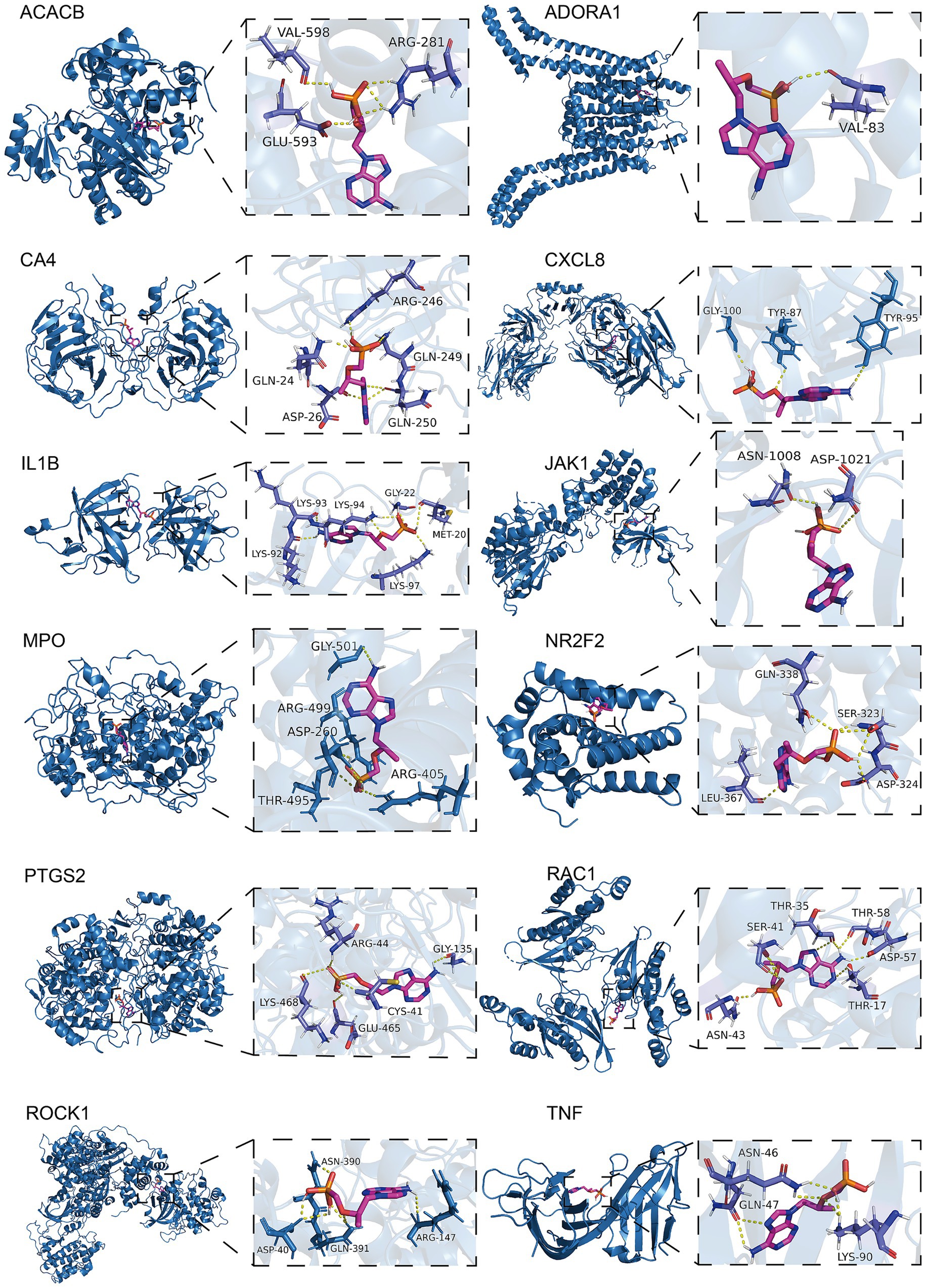 Protein structures for ACACB, ADORA1, CA4, CXCL8, IL1B, JAK1, MPO, NR2F2, PTGS2, RAC1, ROCK1, and TNF are shown with detailed close-ups of molecular interactions. Each structure is represented in blue with highlighted binding sites in purple and important amino acids labeled. Dashed lines indicate bonds between molecules.