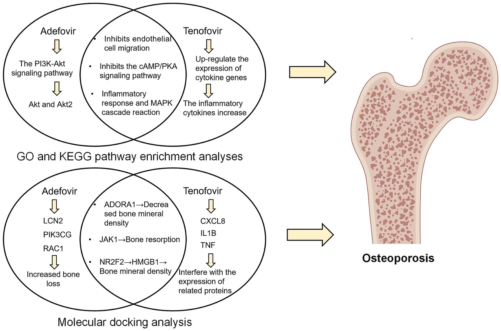 Venn diagrams illustrating pathway analyses and molecular docking for Adefovir and Tenofovir. Adefovir affects the PI3K-Akt signaling, increasing bone loss through LCN2, PIK3CG, and RAC1. Tenofovir up-regulates cytokine genes, decreasing bone mineral density. Both drugs influence inflammation and bone resorption, linked to osteoporosis, depicted by a diagram of porous bone.