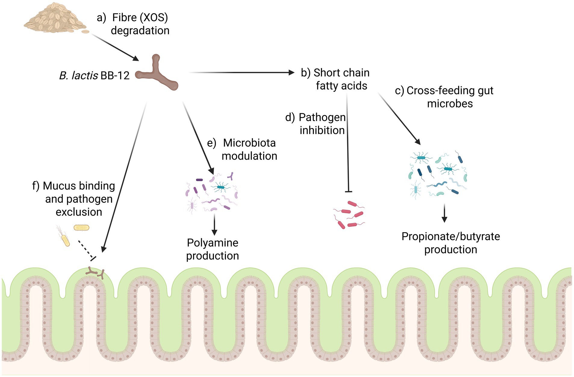 Diagram illustrating the role of B. lactis BB-12 in gut health. It shows: a) fiber degradation, b) short-chain fatty acid production, c) cross-feeding gut microbes leading to propionate/butyrate production, d) pathogen inhibition, e) microbiome modulation leading to polyamine production, and f) mucus binding and pathogen exclusion. The gut lining is depicted at the bottom.