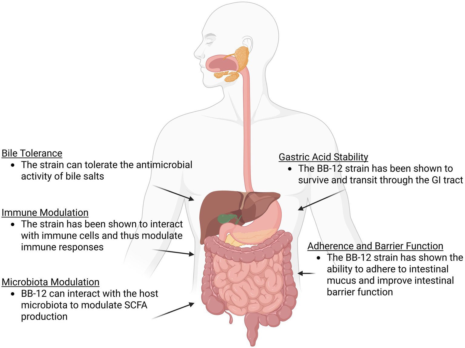 Illustration of a human digestive system with labeled functions of the BB-12 strain. Labels include bile tolerance, immune modulation, microbiome modulation, gastric acid stability, and adherence and barrier function, each indicating specific benefits like antimicrobial activity tolerance, immune cell interaction, and intestinal barrier improvement.