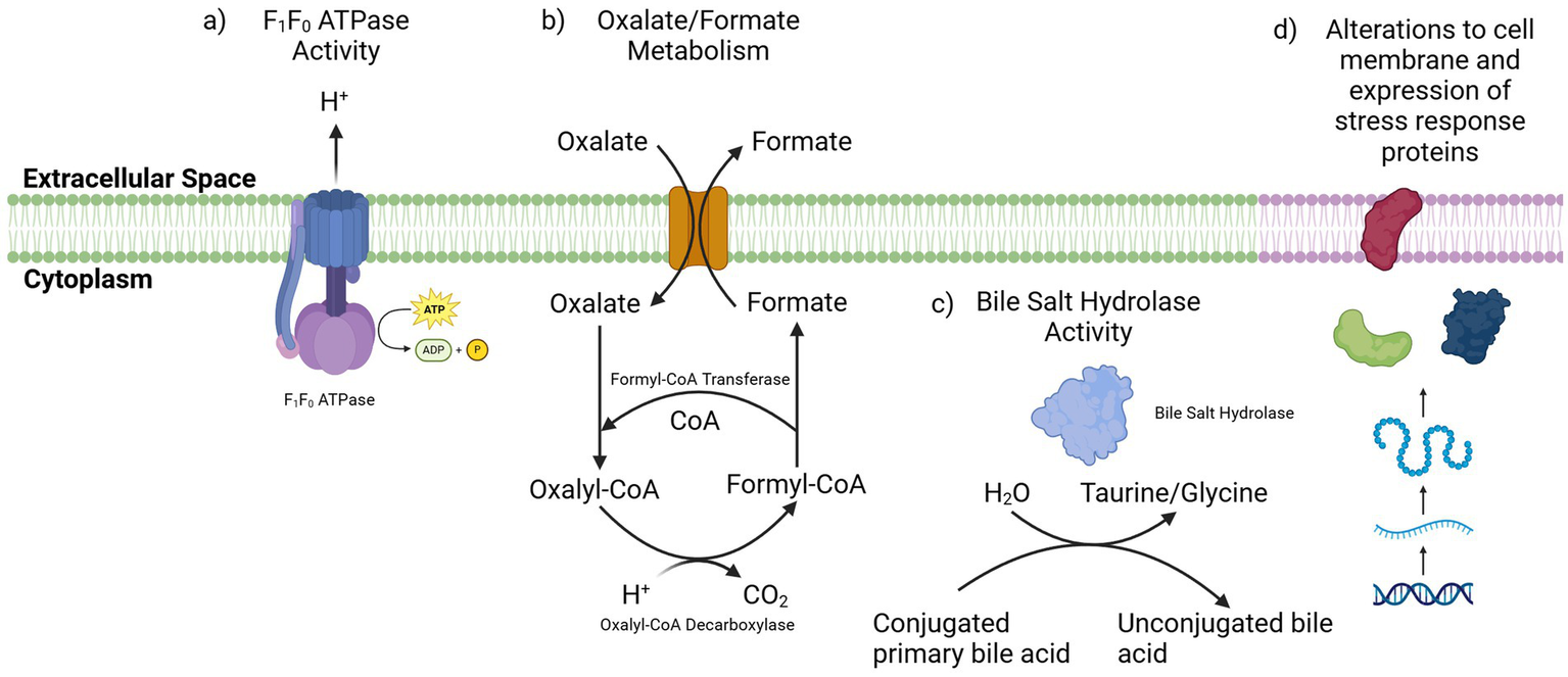 Diagram illustrating cellular processes. (a) F1F0 ATPase activity shows proton (H+) movement and ATP conversion. (b) Oxalate/formate metabolism involves oxalate and formate exchange and reactions with CoA enzymes. (c) Bile salt hydrolase activity depicts conversion of conjugated bile acid to unconjugated forms with taurine/glycine. (d) Alterations to cell membrane and stress protein expression are indicated by a membrane with proteins across it.