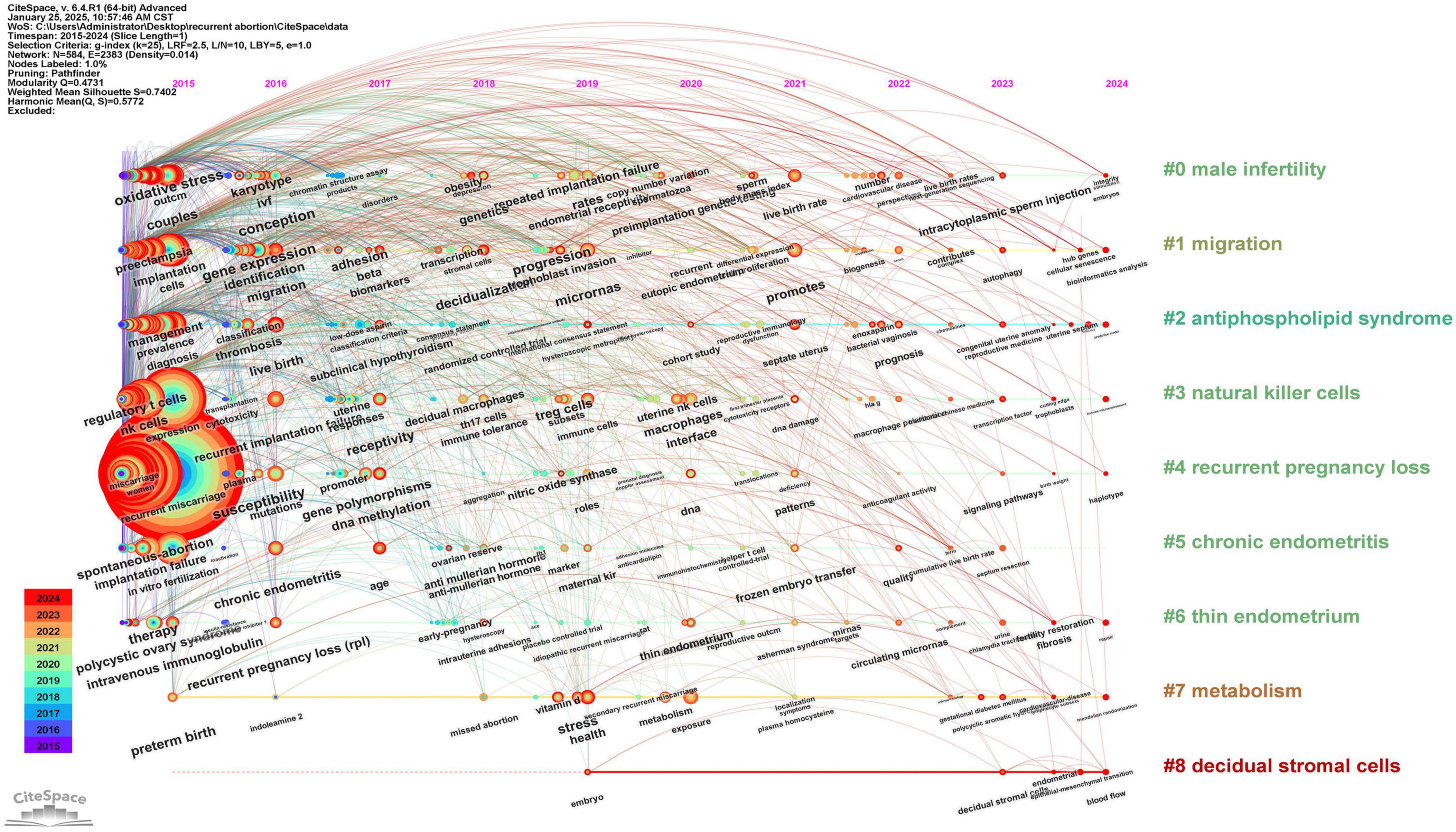 A visualization map from CiteSpace showing trends in research topics related to recurrent abortion from 2015 to 2024. Cluster labels such as “male infertility,” “natural killer cells,” and “decidual stromal cells” are color-coded on the right. The map displays interconnected nodes representing keywords, with lines indicating relationships. Colored bands represent the timeline, highlighting changes and emerging research focuses over the years.