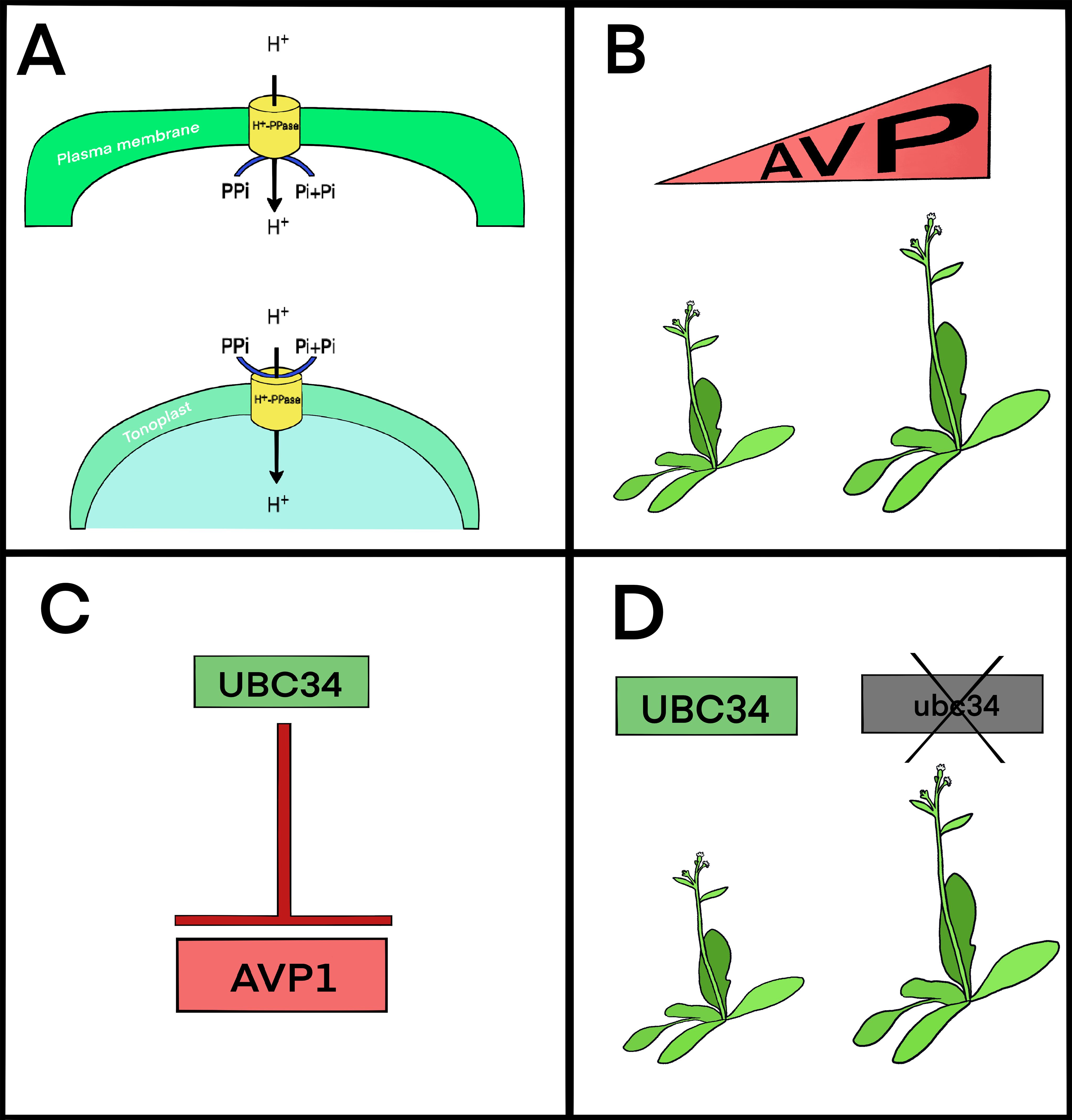 Diagram with four panels labeled A to D. Panel A shows H⁺-PPase enzyme activity at the plasma membrane and tonoplast, indicating proton transport. Panel B depicts two plants with an “AVP” label above them. Panel C illustrates UBC34 inhibiting AVP1. Panel D contrasts normal UBC34 expression with crossed-out “ubc34”, showing plants' growth changes.