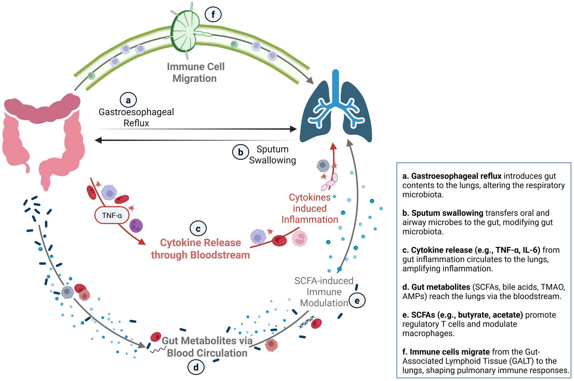 Diagram illustrating the gut-lung axis and its interactions. Arrows depict the processes: a) Gastroesophageal reflux affects lungs, b) Sputum swallowing alters gut microbiota, c) Cytokines circulate causing lung inflammation, d) Gut metabolites reach lungs, e) SCFAs modulate immune response, f) Immune cells migrate, affecting pulmonary immunity. Descriptions on the right provide detailed explanations of each step.
