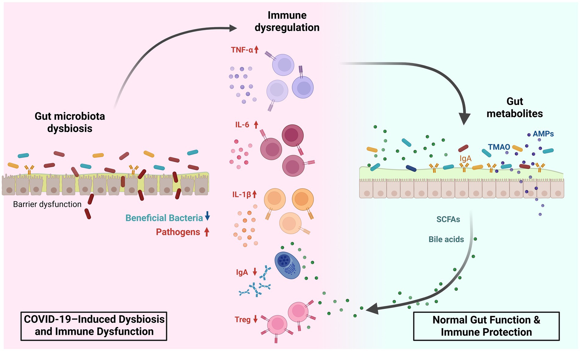 Illustration showing the impact of COVID-19 on gut health and immune function. The left side depicts gut microbiota dysbiosis with barrier dysfunction, decreased beneficial bacteria, increased pathogens, and immune dysregulation with elevated TNF-α, IL-6, IL-1β, and decreased IgA and Treg cells. The right side shows normal gut function with metabolites like SCFAs, bile acids, TMAO, and AMPs, contributing to immune protection. Arrows indicate the flow from dysbiosis to normal function.