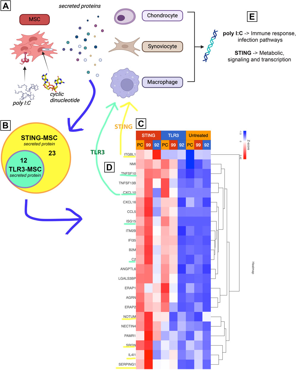 Diagram illustrating the secretion of proteins by mesenchymal stem cells (MSCs) treated with cyclic dinucleotide and poly I:C. Panel A shows MSCs secreting proteins affecting chondrocytes, synoviocytes, and macrophages. Panel B depicts a Venn diagram of proteins secreted by STING-MSCs and TLR3-MSCs. Panel C includes a heatmap comparing protein expression across STING, TLR3, and untreated conditions. Panel D lists specific proteins with different expressions. Panel E links poly I:C to immune response and STING to metabolic processes.