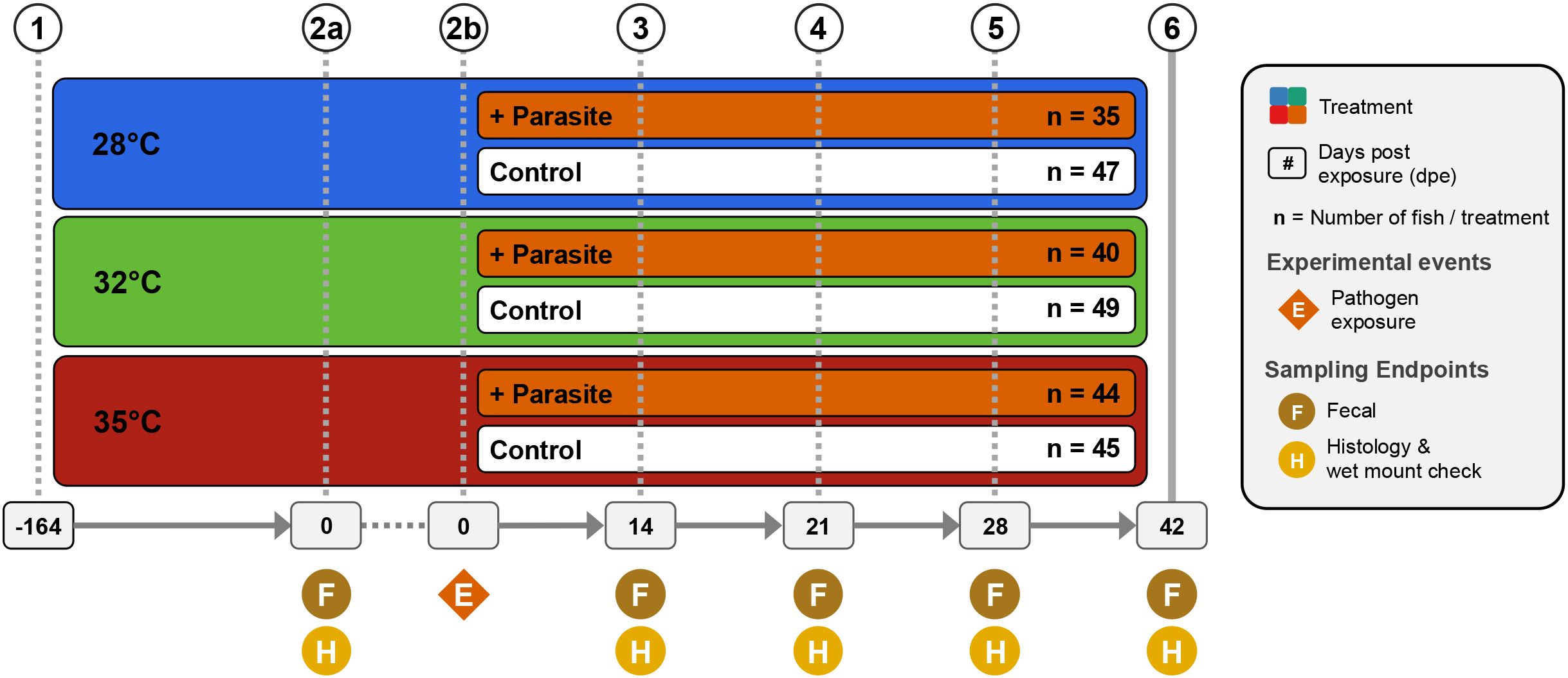 Experimental timeline diagram showing three temperature treatments: 28°C (blue), 32°C (green), and 35°C (red), each with parasite and control groups. Sampling points are indicated at days zero, fourteen, twenty-one, twenty-eight, and forty-two. The legend includes symbols for treatment (colored squares), days post-exposure, number of fish, pathogen exposure, and sampling endpoints for fecal and histology checks.
