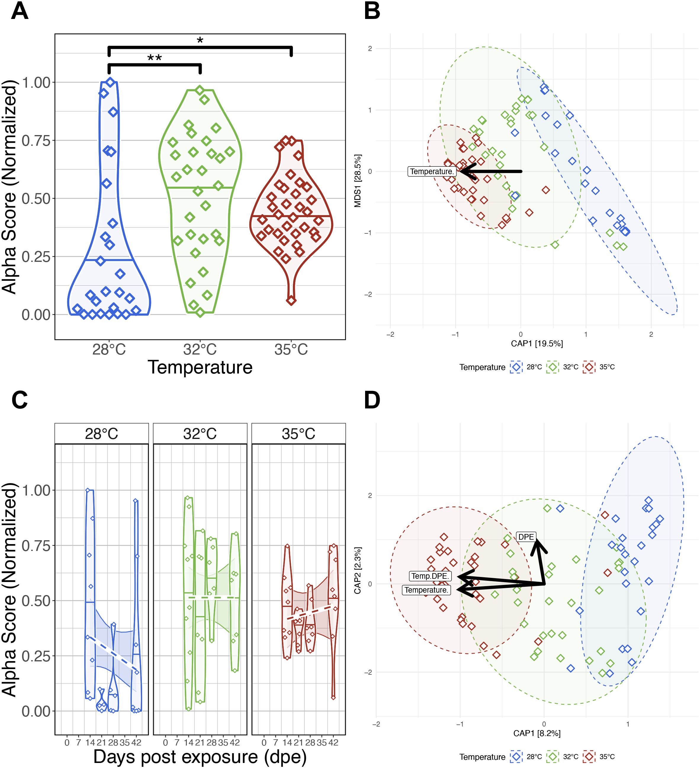 Panel A shows a violin plot of normalized alpha scores across three temperatures: 28°C, 32°C, and 35°C, with significant differences indicated. Panel B is an ordination plot showing clustering by temperature with confidence ellipses. Panel C displays line and scatter plots of alpha scores over days post-exposure, separated by temperature. Panel D presents another ordination plot, illustrating influences of temperature and days post-exposure with arrows on clustering.