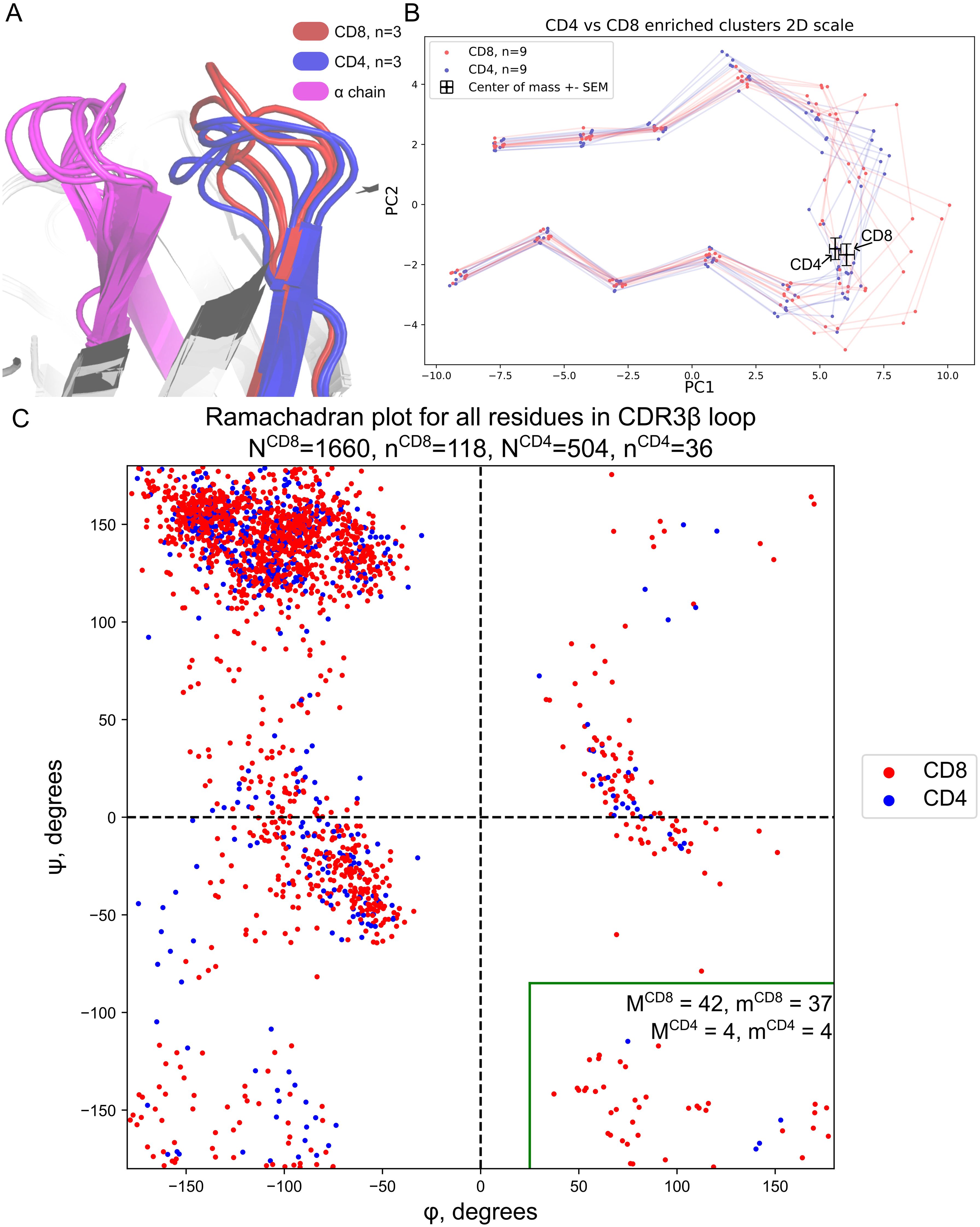 Diagram of CD4 and CD8 structures and data analysis. Panel A shows ribbon structures of CD8 (red) and CD4 (blue) on an alpha chain (purple). Panel B features a 2D principal component analysis (PCA) plot comparing CD4 and CD8 clusters with centers of mass. Panel C presents a Ramachandran plot with red dots for CD8 and blue dots for CD4 residues, showing their distributions in the CDR3β loop.