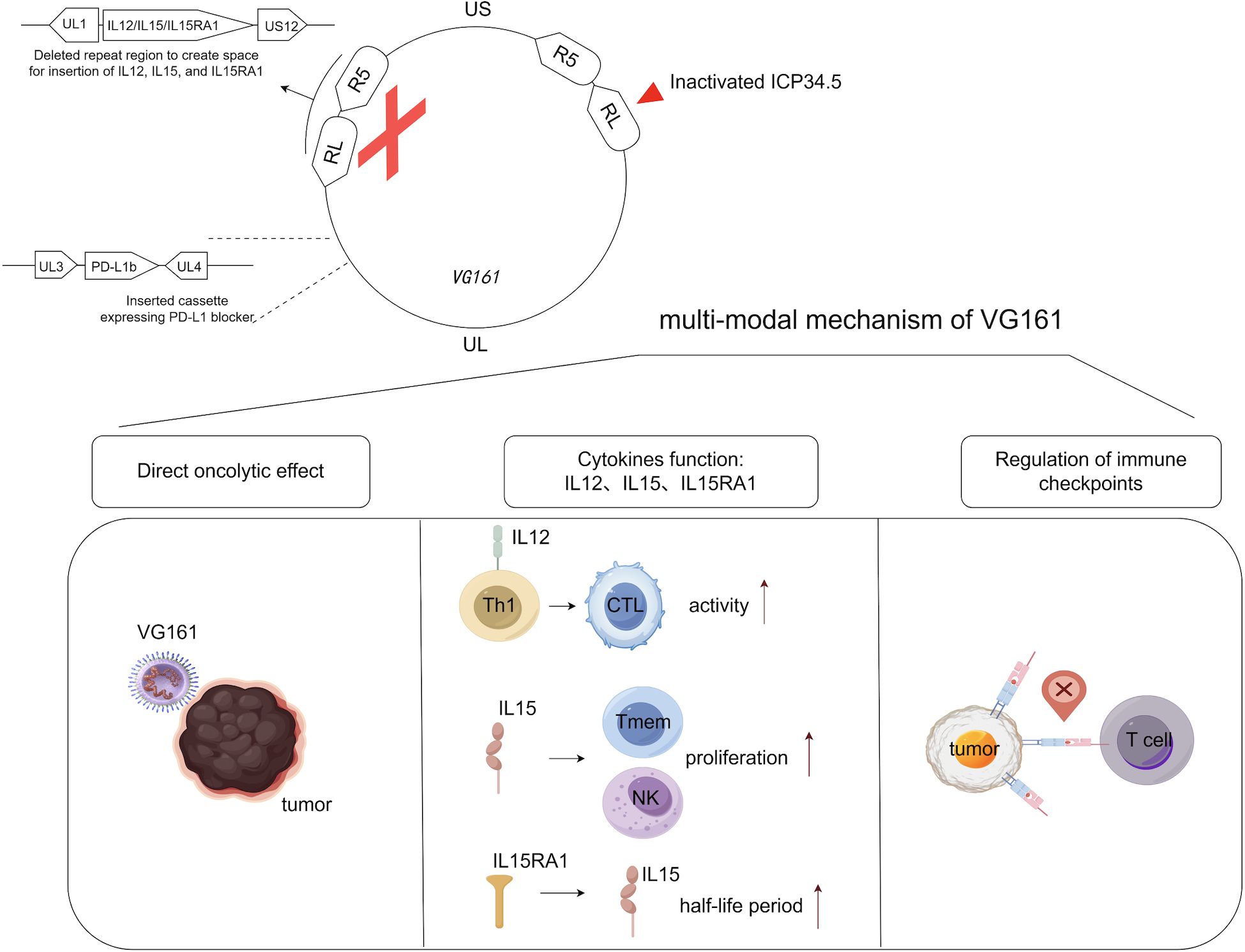 Diagram showing the multi-modal mechanism of VG161. The top section illustrates genetic modifications, including IL12, IL15, IL15RA1 insertions and a PD-L1 blocker. The bottom section outlines three effects: direct oncolytic effect on tumors, cytokines' function enhancing CTL activity and Tmem proliferation, and regulation of immune checkpoints with T cell activity against tumors.