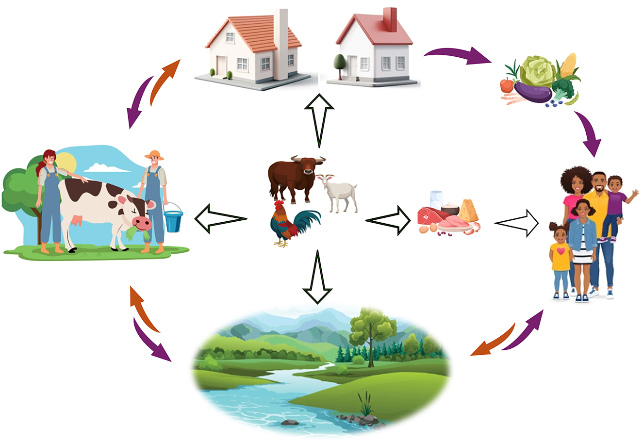 An infographic illustrating the One Health concept in the context of the contribution of livestock farming to the development of antimicrobial resistance, focusing on the interconnected roles of farm animals, the environment, agricultural workers, food, and humans. At the center are farm animals (cow, goat, chicken) surrounded by arrows linking to: farmers handling livestock (representing direct contact and occupational exposure), the natural environment (depicting contamination of water and soil), residential homes (indicating community exposure), food products of animal origin (meat, dairy, eggs), a human family (symbolizing the general population), fresh produce (indicating crop contamination from animal waste). Bidirectional arrows reflect the cyclical transmission of antimicrobial-resistant bacteria and genes among these components.