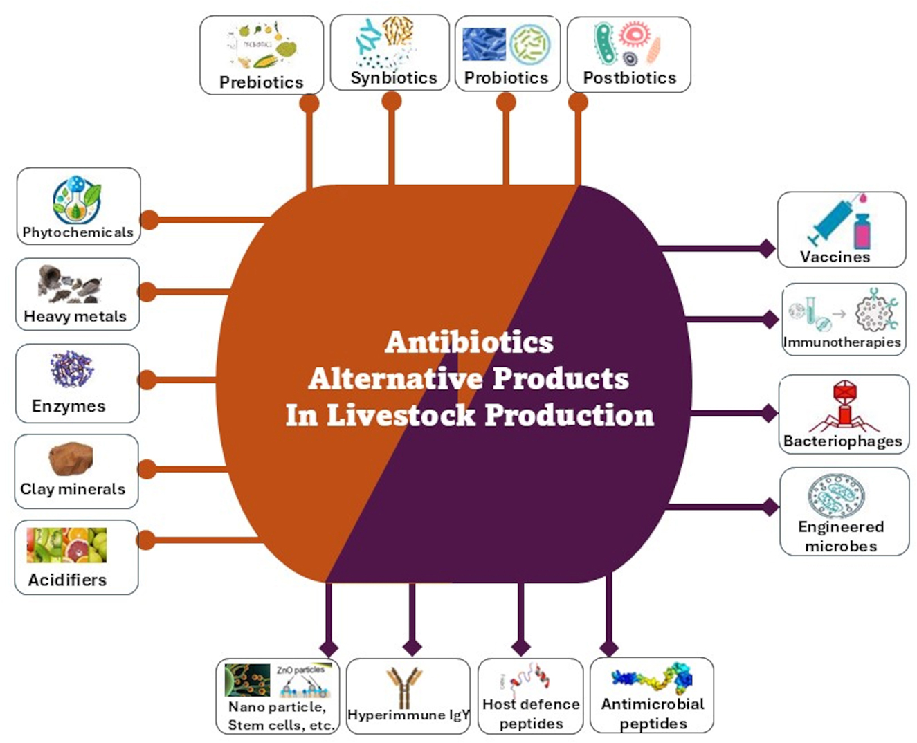 A diagram summarizing alternatives to antibiotics in animal production, divided into two categories. The left half and top (in brown) includes alternatives mainly administered through food or water, such as phytochemicals, heavy metals, enzymes, clay minerals, acidifiers, prebiotics, synbiotics, probiotics, and postbiotics. The right half and base (in purple) represents immunotherapeutic and microbial strategies, including vaccines, immunotherapies, bacteriophages, engineered microbes, nano particles/stem cells, hyperimmune IgY, host defense peptides, and antimicrobial peptides. Brown lines connect to the alternatives administered through food/water, while the purple lines connect to immunological approaches and other microbial compounds or strategies.