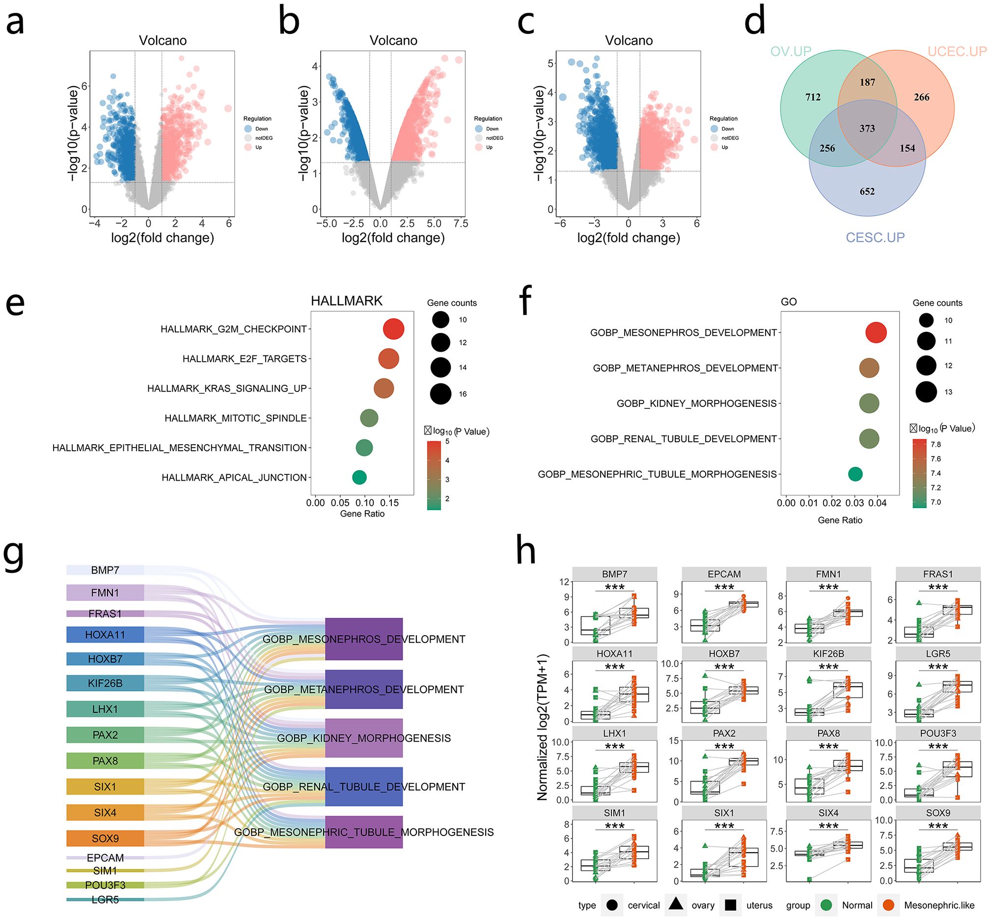 Panel of scientific graphs and charts: a-c: Series of volcano plots displaying differential gene expression analysis with significant upregulated (red) and downregulated (blue) genes. d: Venn diagram showing overlap among datasets OV.UP, UCEC.UP, CESC.UP. e-f: Dot plots illustrating gene set enrichment analysis for specific hallmark and gene ontology (GO) terms, with gene counts indicated by dot size and significance by color gradient. g: Sankey diagram linking genes to GO terms, demonstrating relationships between specific genes and developmental processes. h: Box plots comparing expression levels of various genes in normal and mesonephric-like groups, denoting significance levels with asterisks.