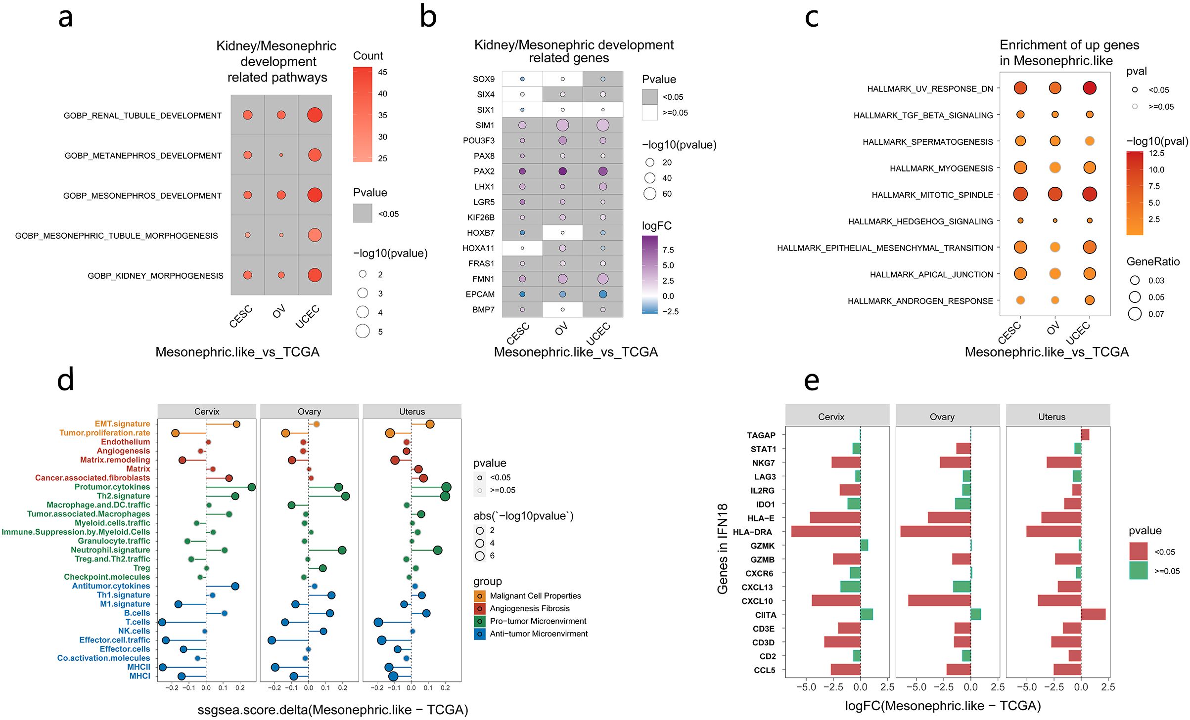 Five-panel figure showing various analyses related to mesonephric-like development and gene expression. Panel (a) displays a dot plot of pathways involved in kidney/mesonephric development with varying counts and p-values for CESC, OV, and UCEC. Panel (b) presents a dot plot of genes associated with these pathways, indicating log fold changes and p-values. Panel (c) illustrates enrichment of upregulated genes in mesonephric-like samples with gene ratios and p-values. Panel (d) depicts ssgsea score differences for cervix, ovary, and uterus, categorizing various cellular properties. Panel (e) shows bar graphs for genes in IFN18 with log fold changes and p-values.