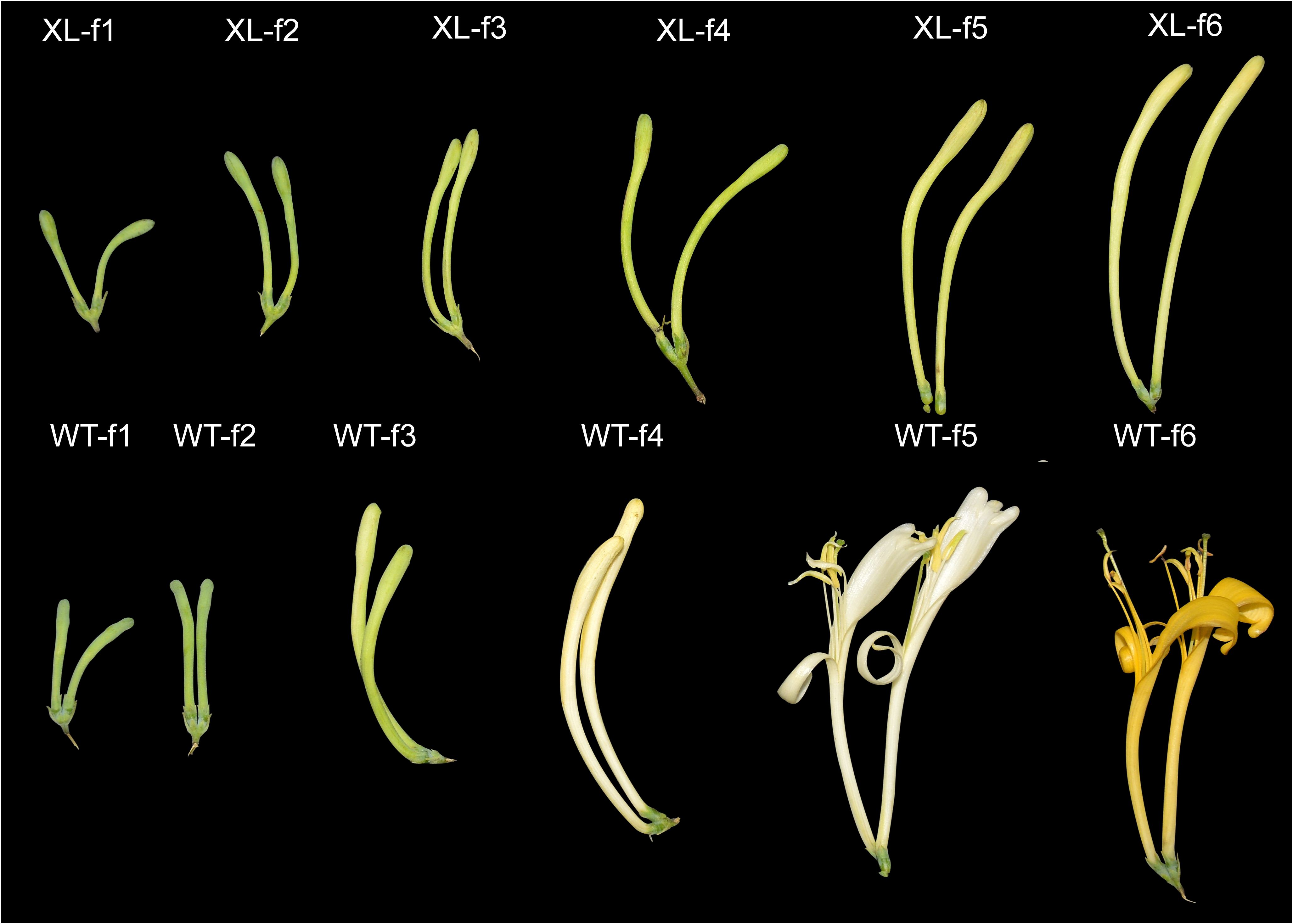 Six pairs of plant buds labeled XL-f1 to XL-f6 in the top row, and WT-f1 to WT-f6 in the bottom row. The plant buds increase in size and development from left to right in both rows, showing stages from early growth to mature flowering.