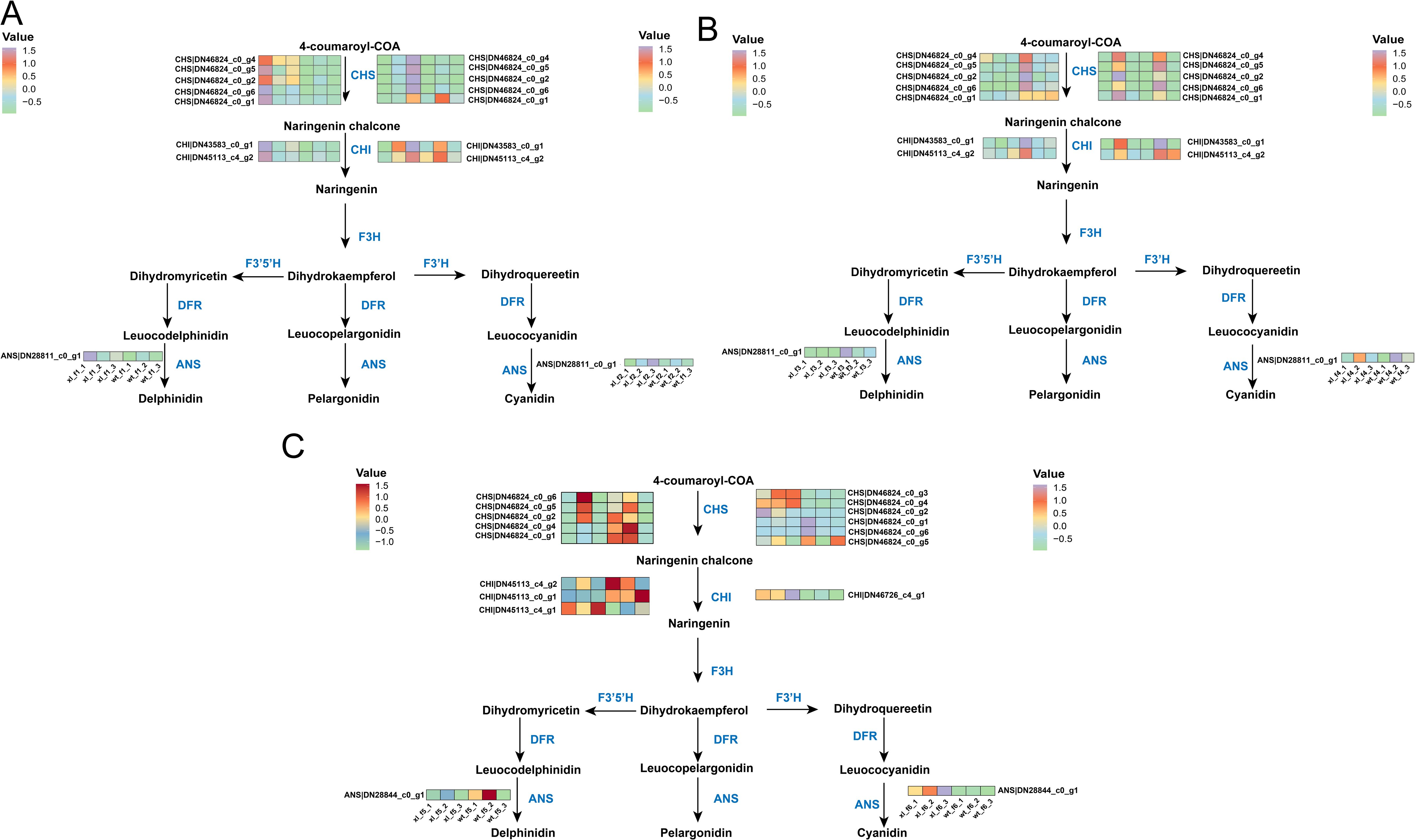 Diagram illustrating a biochemical pathway for flavonoid biosynthesis. Panels A, B, and C depict stages with distinct color-coded heatmaps representing expression levels of genes involved in each step. The pathway starts with 4-coumaroyl-COA converting into naringenin chalcone, followed by transformations producing various compounds such as cyanidin and delphinidin. Key enzymes, including CHS, CHI, F3H, DFR, and ANS, are labeled along each step. Different gene expression levels are visualized with heatmaps next to the enzyme names, indicating variations in activity across samples.