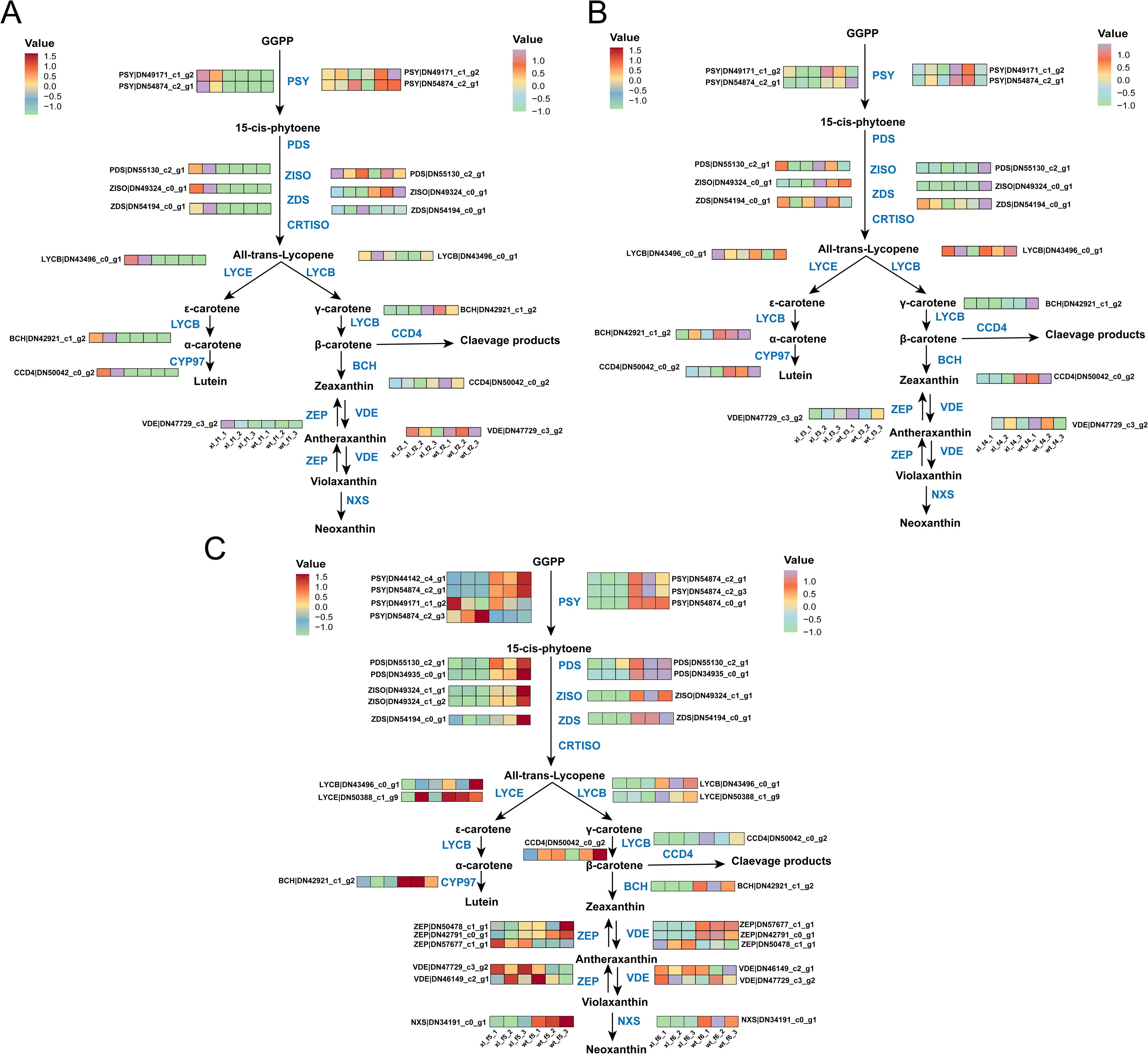 Charts depicting carotenoid biosynthesis pathways, labeled A, B, and C. Each chart displays color-coded heatmaps for different genes and enzymes involved at various stages, including GGPP to 15-cis-phytoene, all-trans-lycopene, and subsequent conversions to lutein, zeaxanthin, and neoxanthin. Color scales range from -1.0 to 1.0, indicating expression levels.