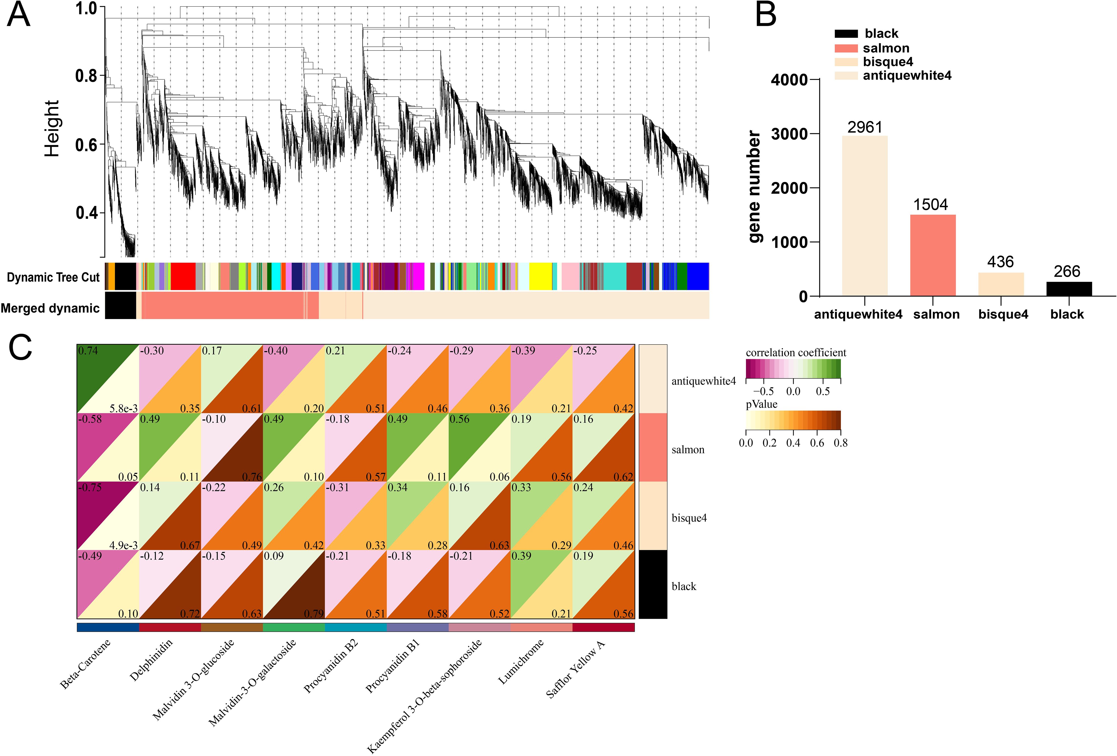 Three-panel image showing gene analysis. Panel A displays a dendrogram with dynamic tree cuts in various colors, indicating hierarchical clustering. Panel B features a bar chart with gene numbers for four colors: antiquewhite4 (2961), salmon (1504), bisque4 (436), and black (266). Panel C presents a correlation heatmap of various compounds, with color-coded correlation coefficients and p-values.