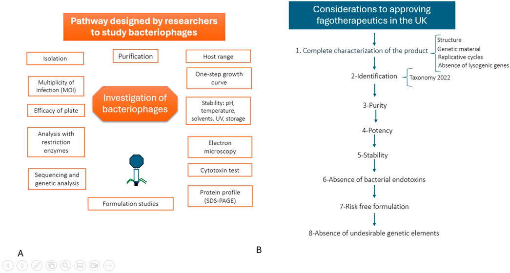 Flowchart A depicts a pathway for studying bacteriophages, detailing processes such as isolation, purification, and formulation studies. Flowchart B outlines considerations for approving phage therapeutics in the UK, focusing on product characterization and safety factors including purity, potency, and the absence of genetic elements.