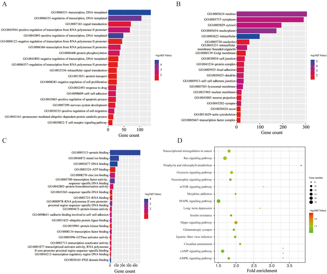 Four panels depict gene-related data. Panel A shows a bar chart of gene count across various biological processes, with color indicating significance. Panel B displays gene counts for cellular components, also color-coded by significance. Panel C highlights gene counts for molecular functions, with a similar color scheme. Panel D is a bubble chart illustrating fold enrichment for different pathways, with bubble size representing gene number and color indicating significance level.
