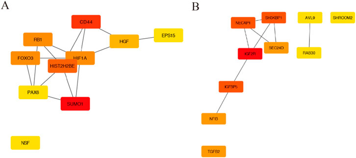 Diagram showing two gene interaction networks labeled A and B. In A, genes like CD44, SUMO1, and others are represented by colored nodes connected by lines. In B, similar node-link structures depict gene interactions, featuring IGF2R, NECAP1, and others. Nodes are colored variably, suggesting different categories or interactions.