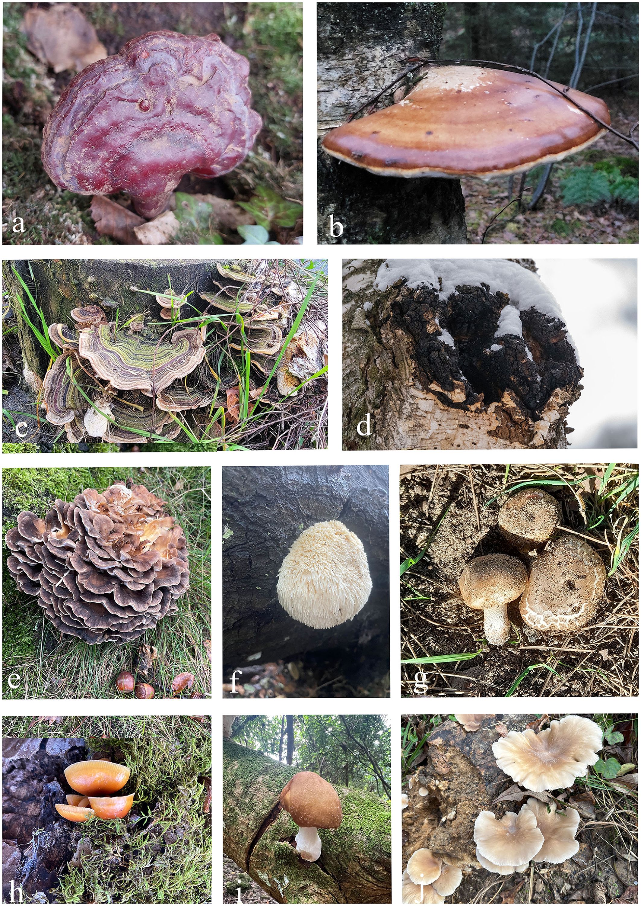 Nine images of different mushrooms arranged in a grid. Image a: Reddish, brain-like mushroom. Image b: Flat, orange-brown mushroom on a tree. Image c: Green-striped, fan-shaped mushroom. Image d: Charred, crust-like mushroom with snow. Image e: Cluster of brown, ruffled mushrooms. Image f: White, round mushroom on dark bark. Image g: Small, round mushrooms in grass. Image h: Orange mushrooms on mossy wood. Image i: Light brown, fan-like mushrooms on a rock.