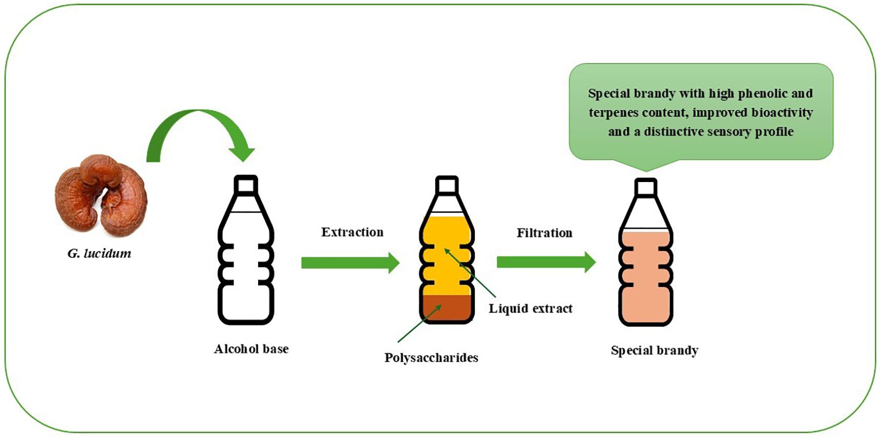 Flowchart illustrating the production of special brandy from Ganoderma lucidum. The process involves extraction to create a liquid extract containing polysaccharides, followed by filtration. The final product is a special brandy with high phenolic and terpene content, improved bioactivity, and a distinctive sensory profile.