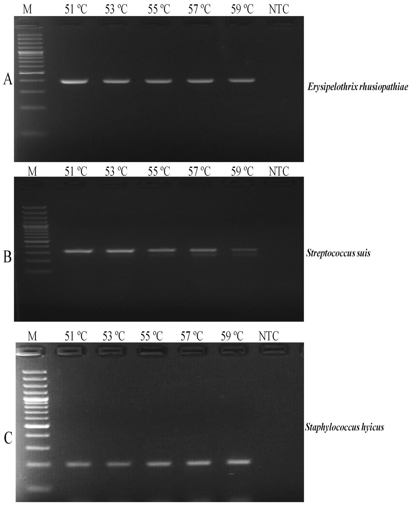Gel electrophoresis results showing three panels labeled A, B, and C. Each panel has lanes marked for temperatures from fifty-one degrees Celsius to fifty-nine degrees Celsius, and a no template control (NTC). Panel A is labeled “Erysipelothrix rhusiopathiae”, B is “Streptococcus suis”, and C is “Staphylococcus hyicus”. Bands are visible in corresponding lanes across different temperatures, with clear markers (M) on the left side of each panel.