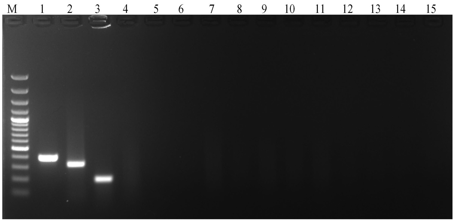 Gel electrophoresis image with 15 lanes. Lane M shows a DNA ladder. Lanes 1 to 4 contain visible DNA bands indicating successful amplification, with lanes 2 and 3 being particularly bright. Lanes 5 to 15 show no visible bands, indicating the absence of detectable DNA.