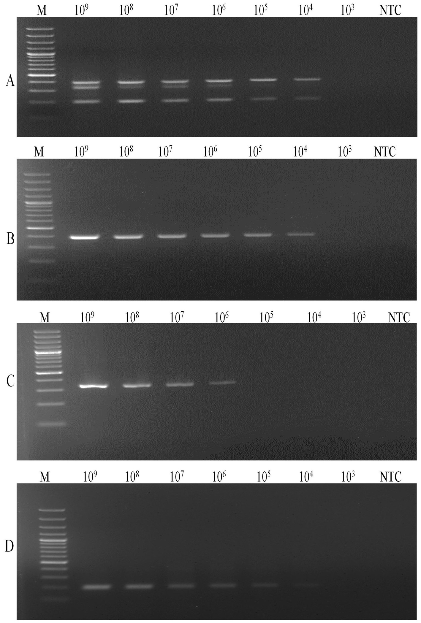 Gel electrophoresis results across four panels labeled A, B, C, and D. Each panel displays DNA bands for serial dilutions labeled from ten to the ninth to ten to the third, with an NTC (no template control) at the end. Panel A shows bands in all lanes except NTC. Panel B shows strong bands in the higher concentrations, fading in lower concentrations. Panel C has bands predominantly in the higher concentrations. Panel D shows weak or no bands, indicating lower amplification success. Molecular weight markers are labeled as M in each panel.