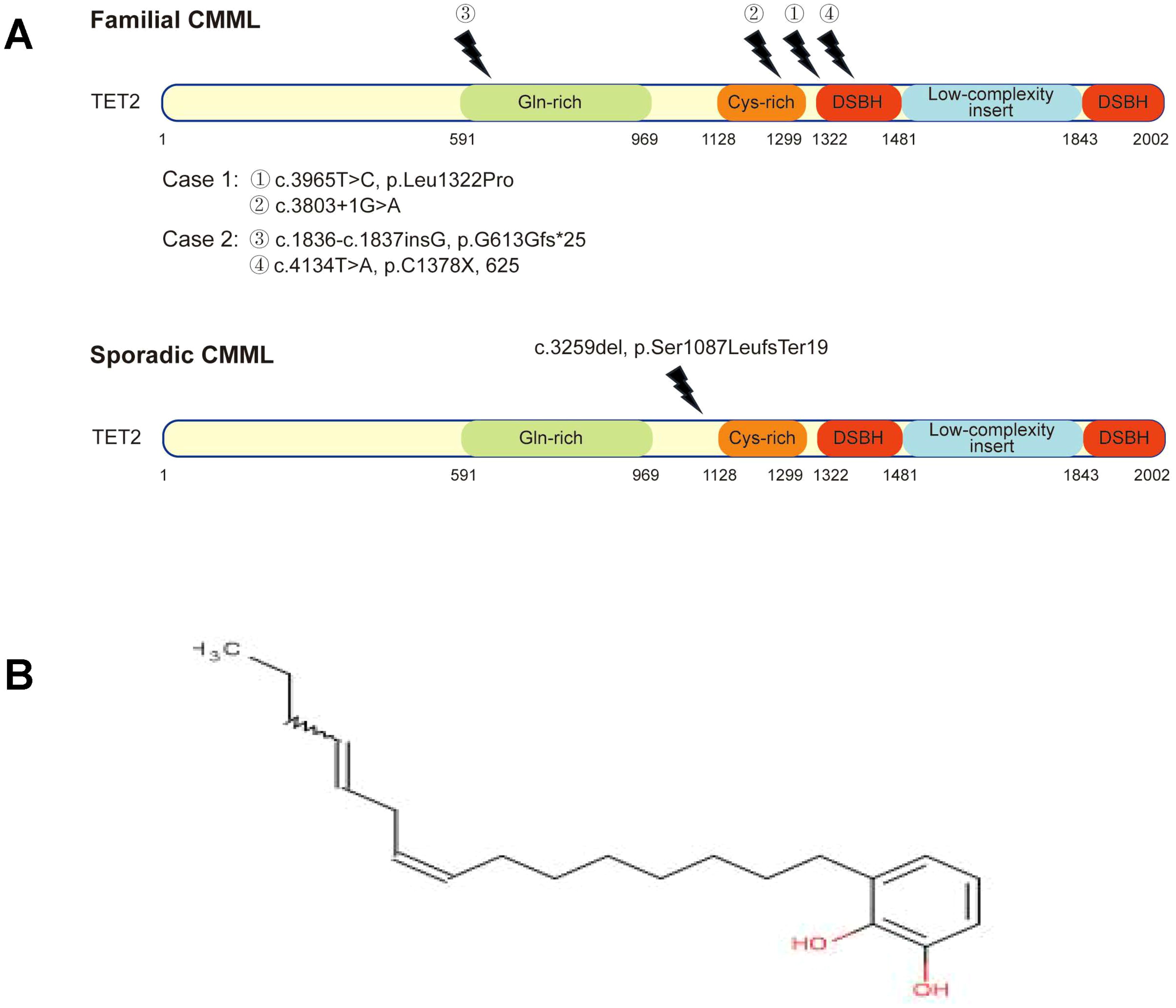 Diagram A shows the TET2 gene structure for familial and sporadic CMML, highlighting Gln-rich, Cys-rich, DSBH domains, and mutations. Diagram B depicts a molecular structure with carbon chains and a phenol group.