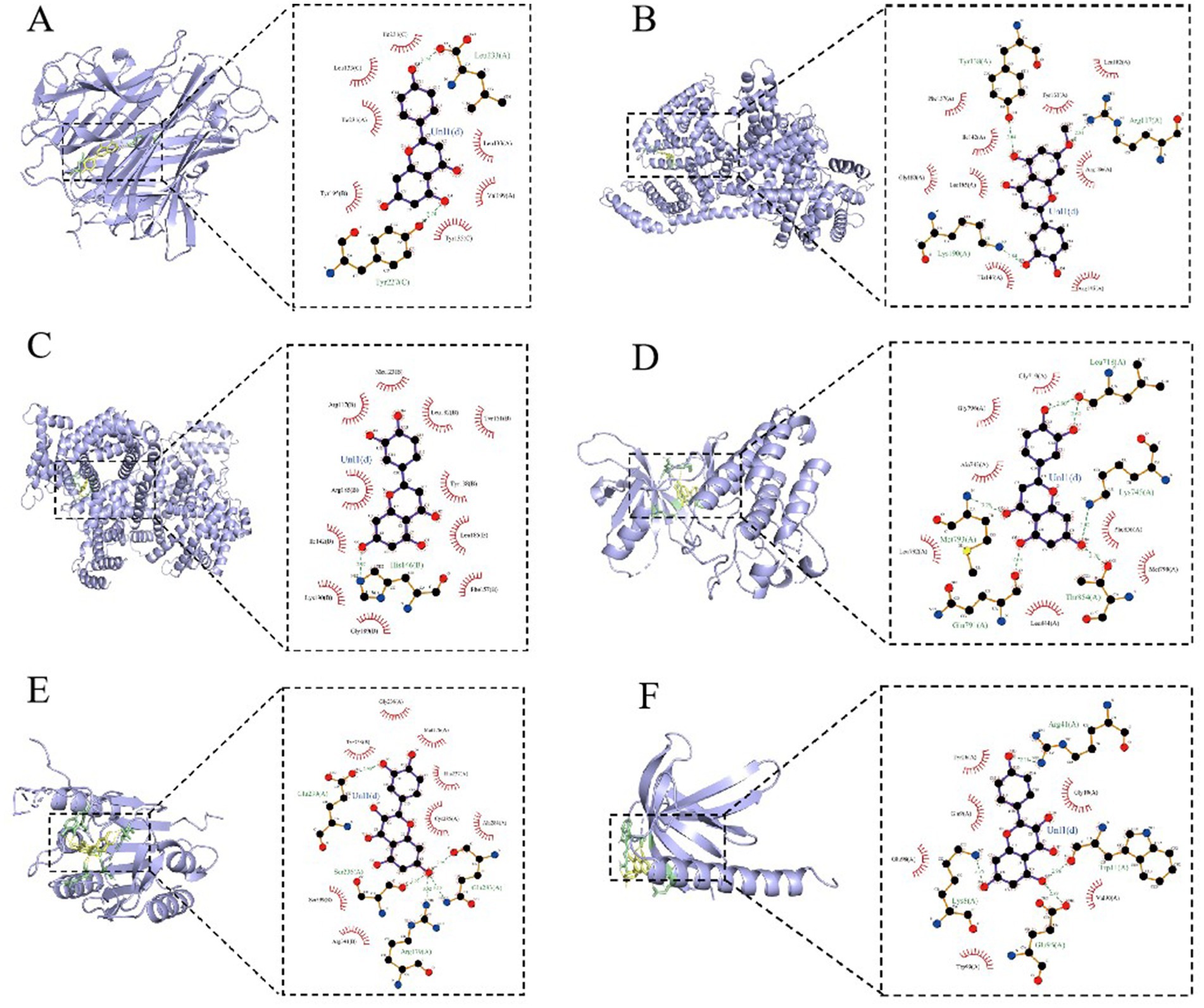 Molecular structures with protein-ligand interactions are shown in six panels, labeled A to F. Each displays a protein model with an adjacent detailed diagram highlighting ligand binding sites. Interactions are marked with hydrogen bonds and hydrophobic contacts.