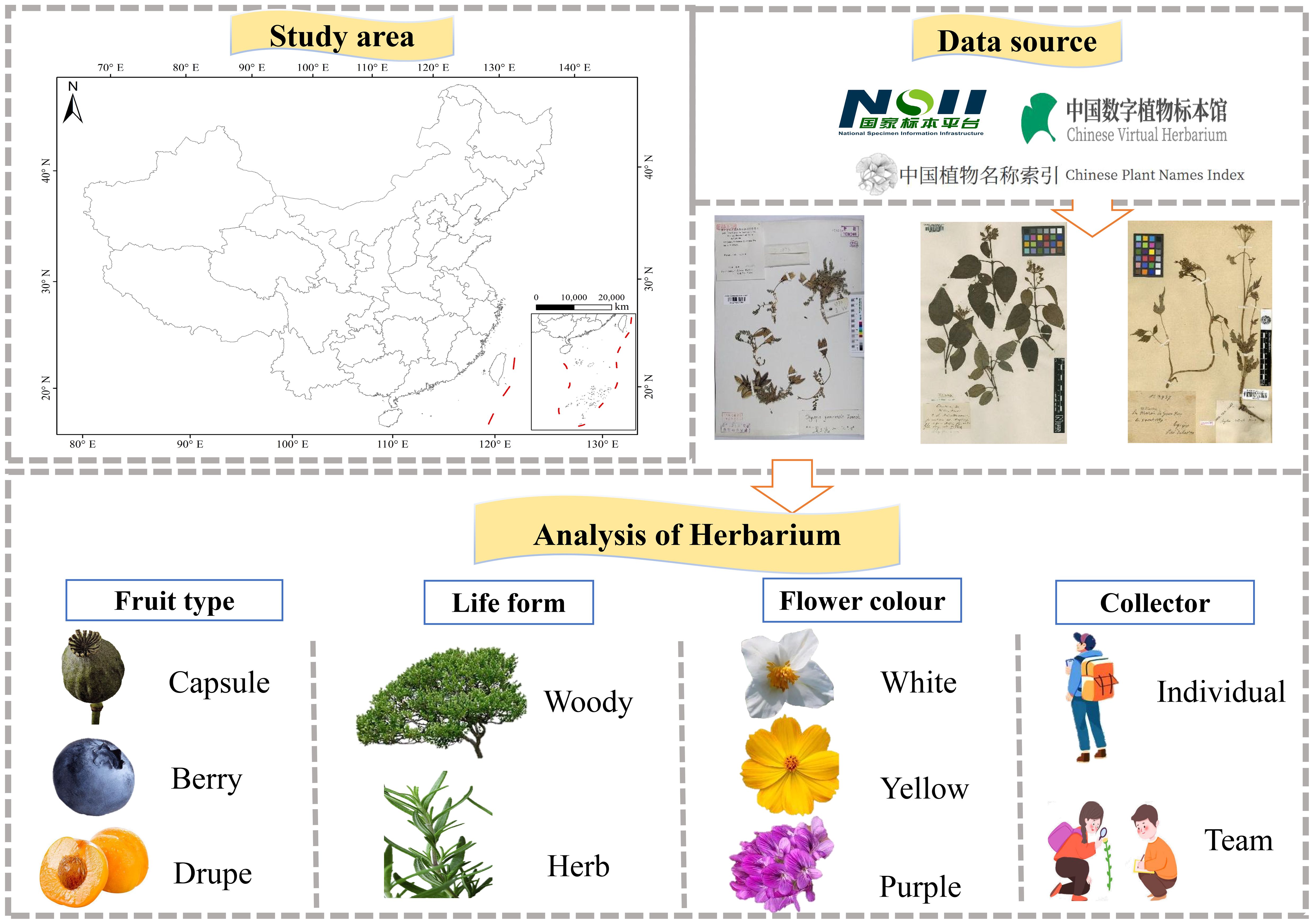 Map of China showing the study area, alongside images of dried plant specimens, indicating the data source including the Chinese Virtual Herbarium. Herbarium analysis parameters are outlined, categorizing fruit type (capsule, berry, drupe), life form (woody, herb), flower color (white, yellow, purple), and collector type (individual, team).