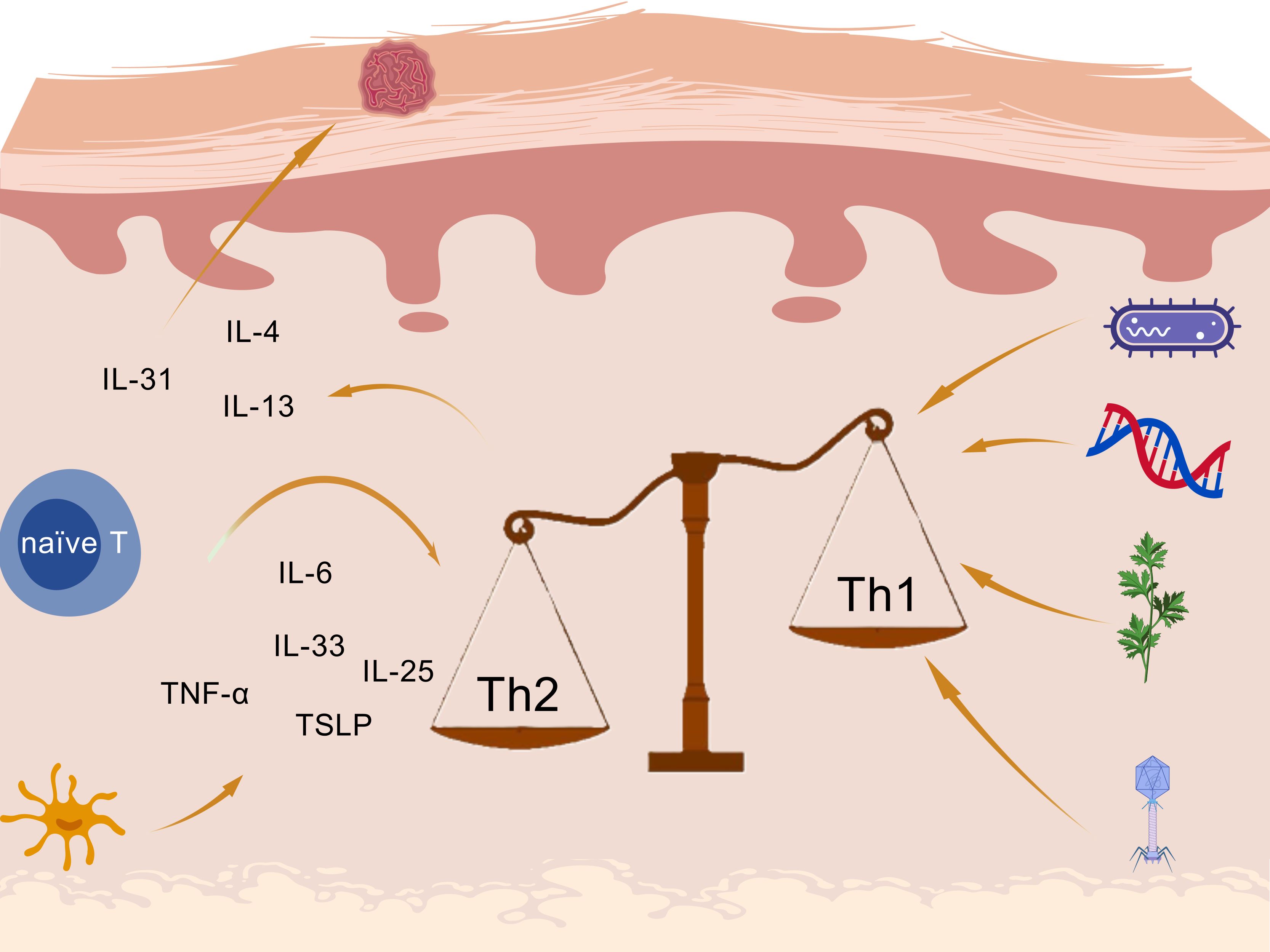 Diagram illustrating the balance between Th1 and Th2 immune responses. Th2 is influenced by interleukins IL-31, IL-4, IL-13, IL-6, IL-33, IL-25, TNF-α, and TSLP, with naive T cells and a dendritic cell shown. Th1 is affected by bacteria, DNA, allergens, and viruses, represented by corresponding icons.