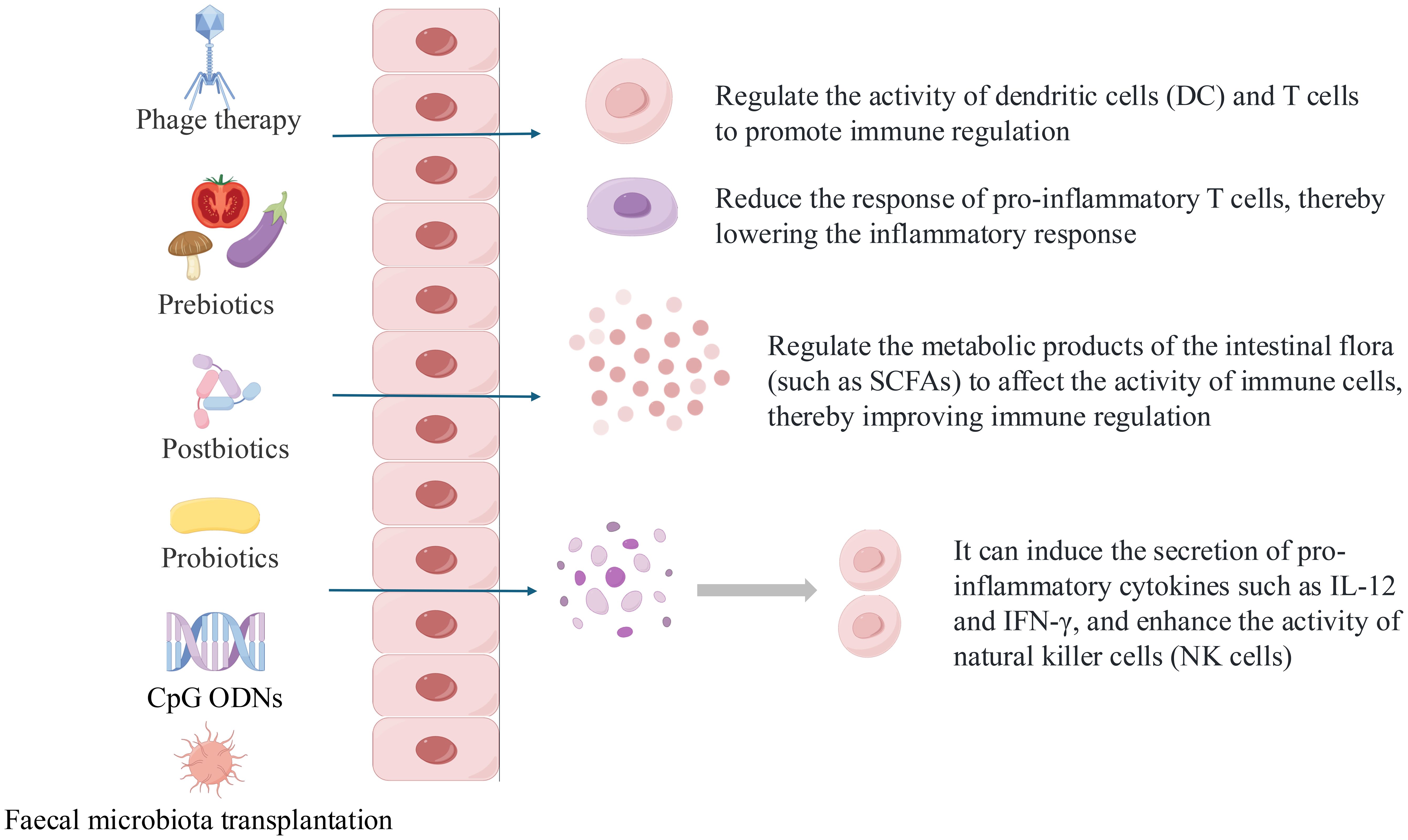 Diagram showing the effects of various therapies on immune regulation. Phage therapy regulates dendritic and T cells. Prebiotics reduce pro-inflammatory T cell response. Postbiotics influence intestinal flora metabolic products to improve immune regulation. Probiotics and CpG ODNs can induce pro-inflammatory cytokines and enhance NK cells. Fecal microbiota transplantation is also shown.