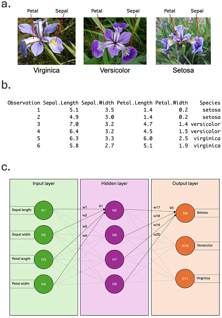 Image divided into three sections. a. Three photos of iris flowers labeled Virginica, Versicolor, and Setosa, showing petal and sepal parts. b. Data table with six observations detailing sepal and petal measurements for each species: Setosa, Versicolor, Virginica. c. Neural network diagram with input layer (sepal length, sepal width, petal length, petal width), hidden layer with four nodes, and output layer classifying Setosa, Versicolor, Virginica.