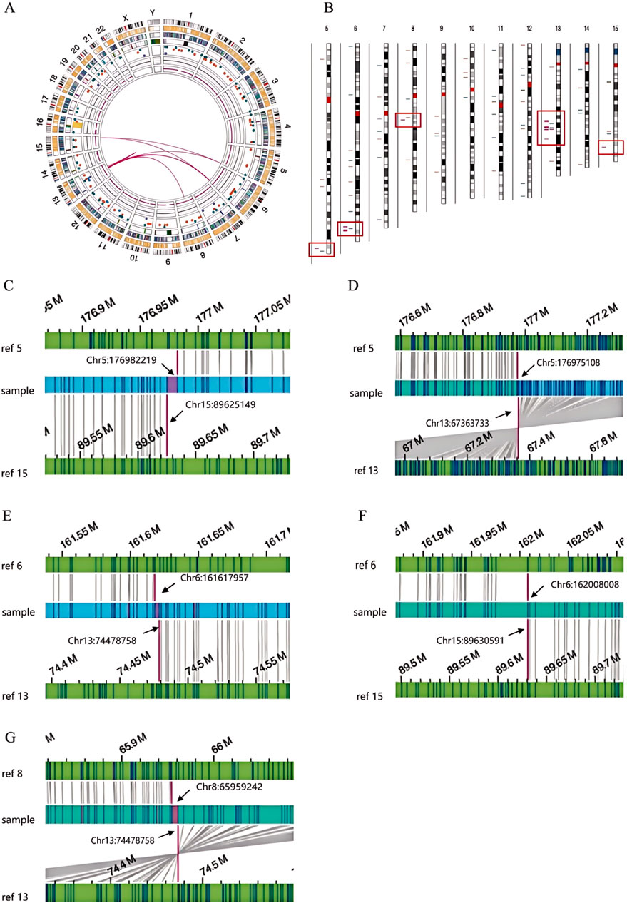 Circular plot (A) and chromosome maps (B) illustrate genomic data with highlighted regions. Panels (C-G) compare reference and sample genome sequences, indicating specific chromosome positions with color-coded paths and arrows marking significant loci.