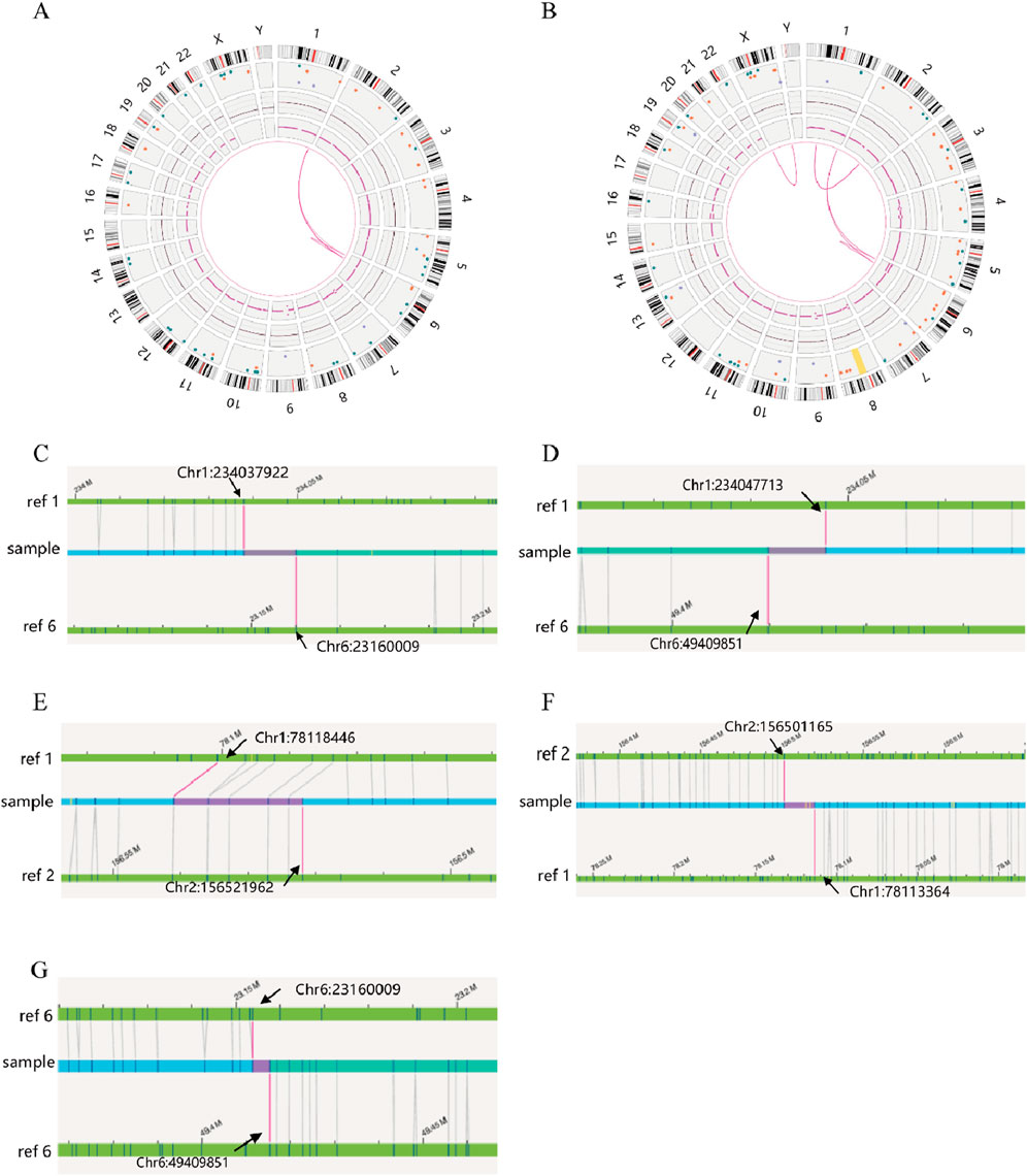 Circular diagrams A and B show genomic data with chromosomes arranged in a circle, highlighting connections via pink lines. Panels C to G showcase linear genomic sequences, comparing references and samples with specific breakpoints indicated at Chr1, Chr2, and Chr6. Key locations and coordinates, such as Chr1:234037922 and Chr6:23160009, are labeled, illustrating genomic variations across references and samples.