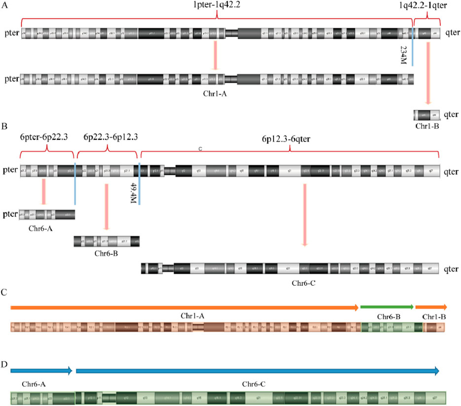 Diagram of chromosome analyses labeled A to D. Panel A shows chromosome 1 divided into segments 1pter-1q42.2 and 1q42.2-1qter, with sub-chromosome Chr1-A and Chr1-B. Panel B illustrates chromosome 6 segmented as 6pter-6p22.3, 6p22.3-6p12.3, and 6p12.3-6qter, with sub-chromosomes Chr6-A, Chr6-B, and Chr6-C. Panel C shows Chr1-A, Chr6-B, and Chr1-B in sequence. Panel D displays Chr6-A and Chr6-C with directional arrows.