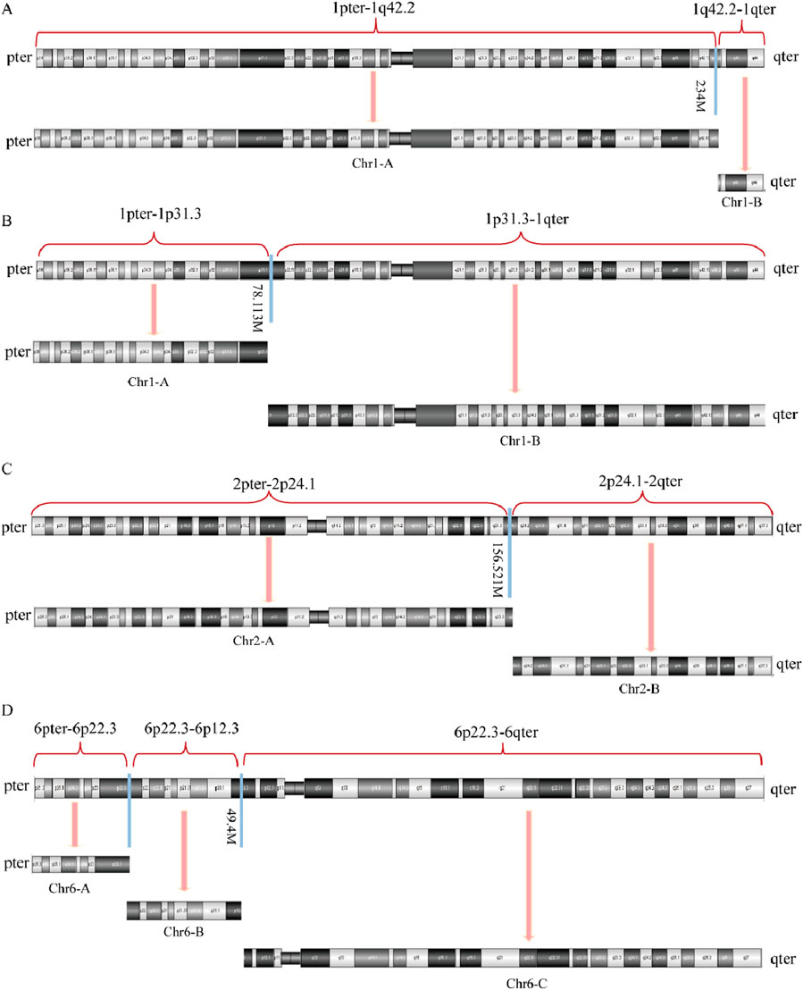 Diagram showing diagrams of human chromosomes labeled A, B, C, and D. Each diagram displays specific chromosome sections with annotations such as