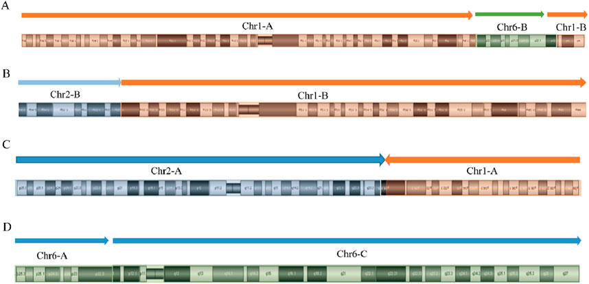 Diagram depicting four chromosome alignments labeled A to D.