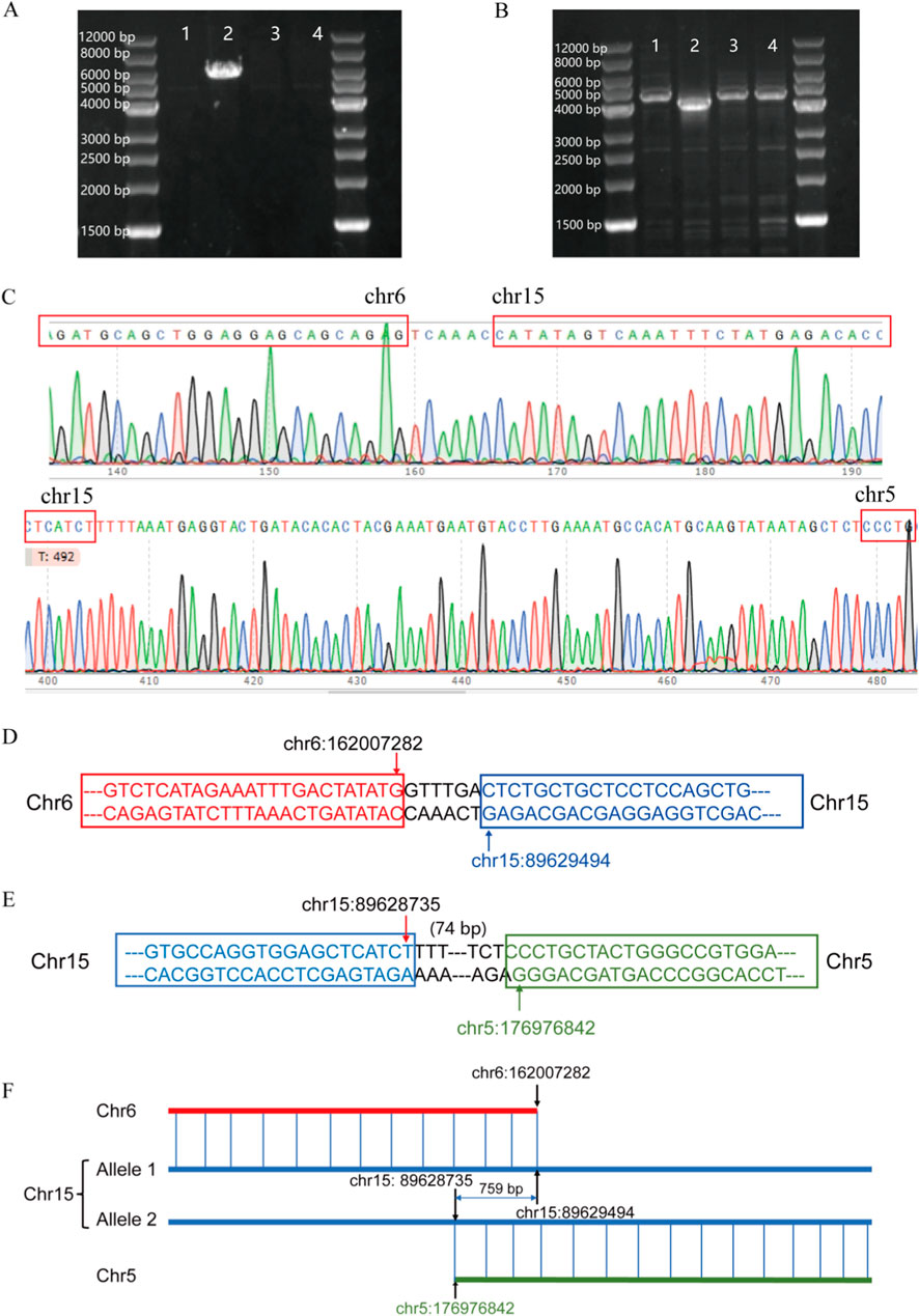 Gel electrophoresis images (A and B) display DNA fragments with marked base pair sizes. Panels C through F show DNA sequence chromatograms and alignments from chromosomes 5, 6, and 15. Variations and specific positions are highlighted in red, blue, and green with arrows indicating breakpoints. The diagrams illustrate genetic recombination and allele structures across the chromosomes.
