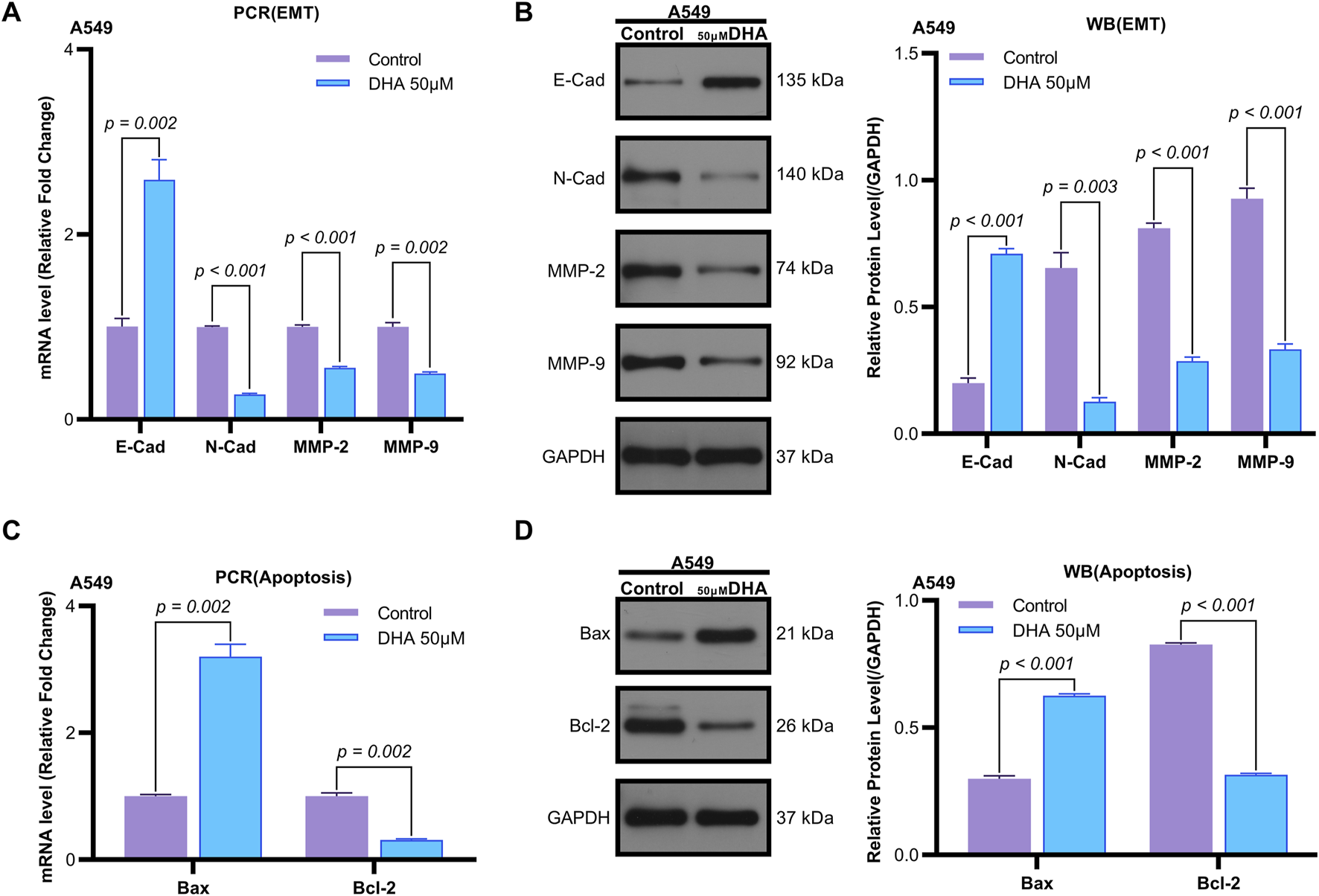 Bar graphs and Western blot images analyze mRNA and protein levels in A549 cells treated with 50 micromolar DHA compared to a control. Panel A shows PCR results for EMT markers (E-Cad, N-Cad, MMP-2, MMP-9) with significant changes. Panel B presents Western blots with corresponding graphs for EMT proteins, showing noticeable differences. Panel C displays PCR results for apoptosis markers (Bax, Bcl-2) with significant changes. Panel D shows Western blots and graphs for apoptosis proteins, indicating differences in expression levels. Statistical significance is noted for all measured parameters.