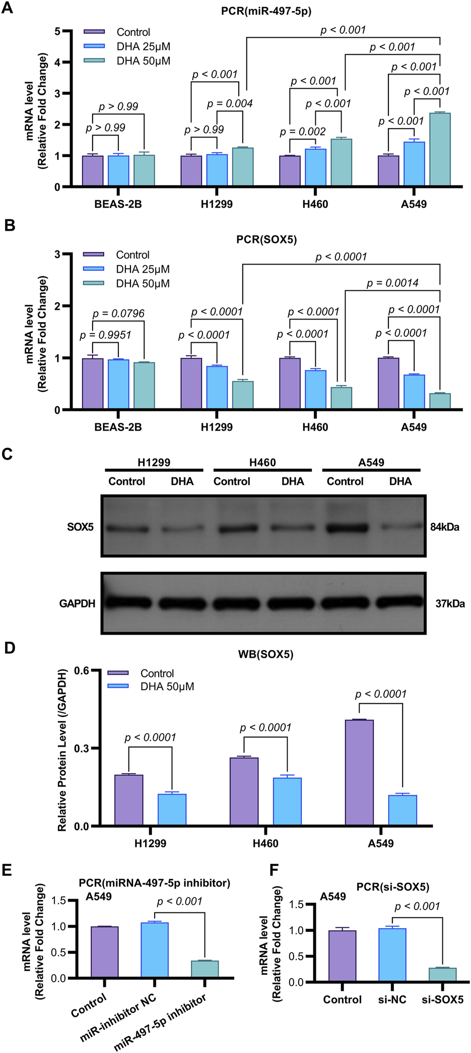 Bar charts and Western blot images depict the effects of DHA on miR-497-5p and SOX5 expression levels across different cell lines (BEAS-2B, H1299, H460, A549). Charts A and B show mRNA expression changes, while C shows SOX5 protein bands with GAPDH as a control. Chart D compares protein levels with Western blot analysis. Charts E and F present the effects of miR-497-5p and si-SOX5 inhibitors in A549 cells. Significance levels are indicated.