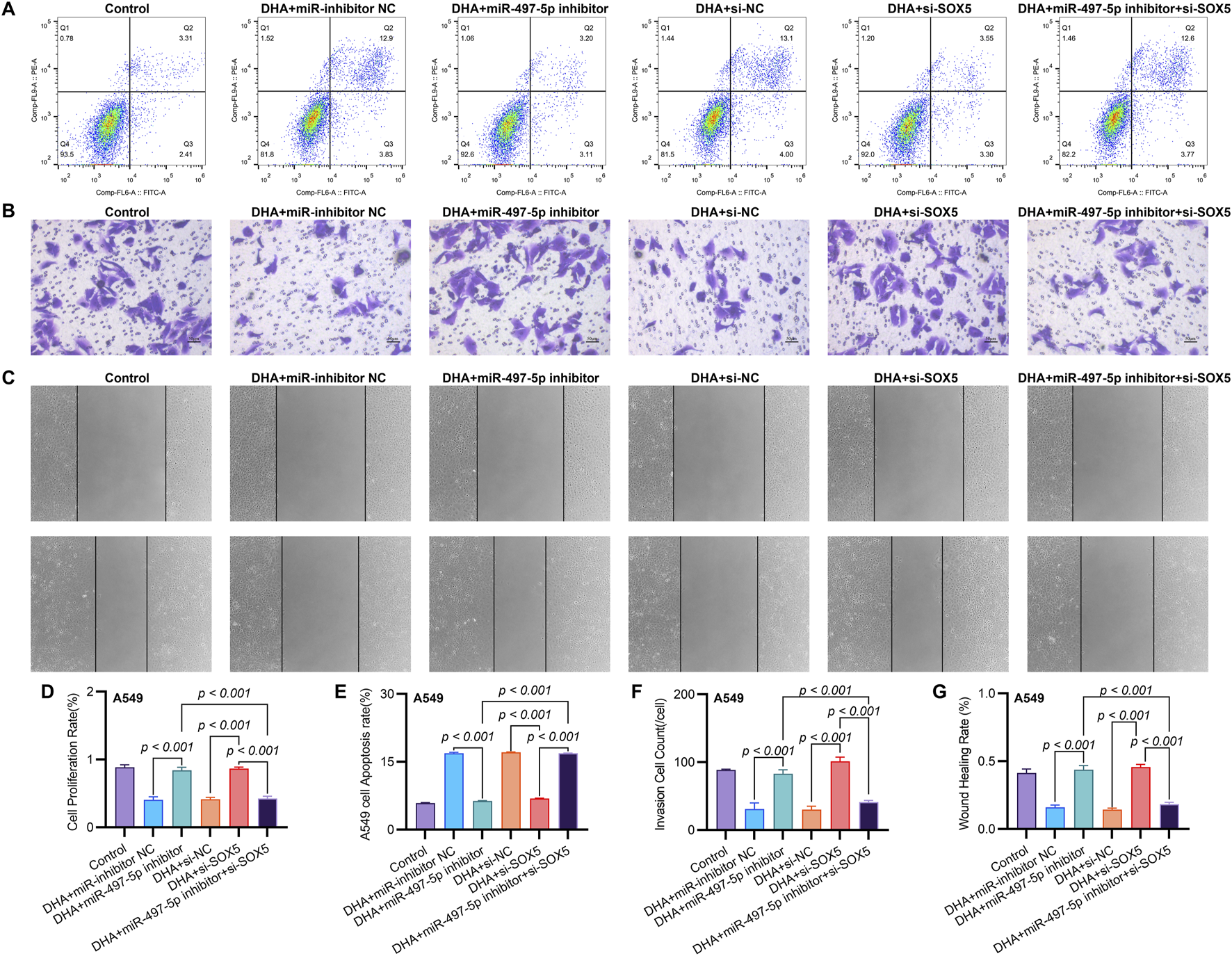 Flow cytometry plots (A) show cell cycle analysis for different treatments. Microscopy images (B) depict stained cell morphology under varying conditions. Scratch assays (C) illustrate cell migration over time across treatments. Bar graphs (D-G) quantify cell proliferation, apoptosis, invasion, and wound healing rates in A549 cells, highlighting statistical significance with p-values under 0.001 for different groups.