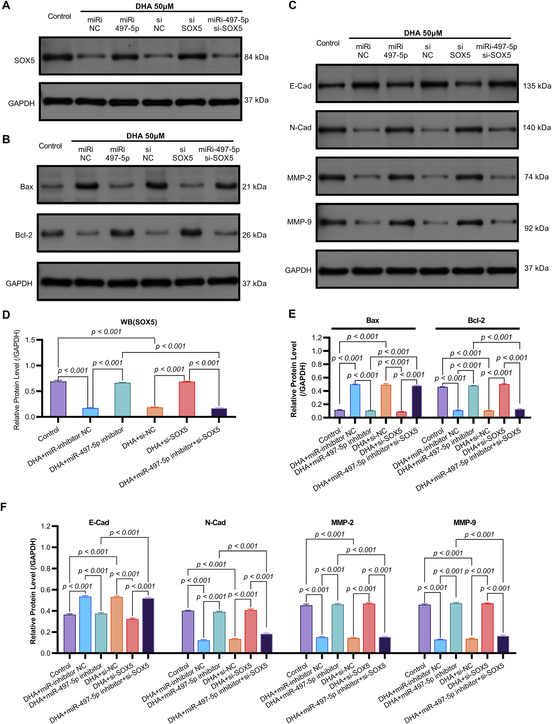 Western blot and bar graph analysis showing the impact of DHA and various inhibitors on protein expression. Panels A, B, and C display protein bands for SOX5, Bax, Bcl-2, E-Cad, N-Cad, MMP-2, MMP-9, and GAPDH with controls and treatments. Panels D, E, and F show corresponding bar graphs of relative protein levels normalized to GAPDH, with significant p-values indicating statistical differences between treatments.