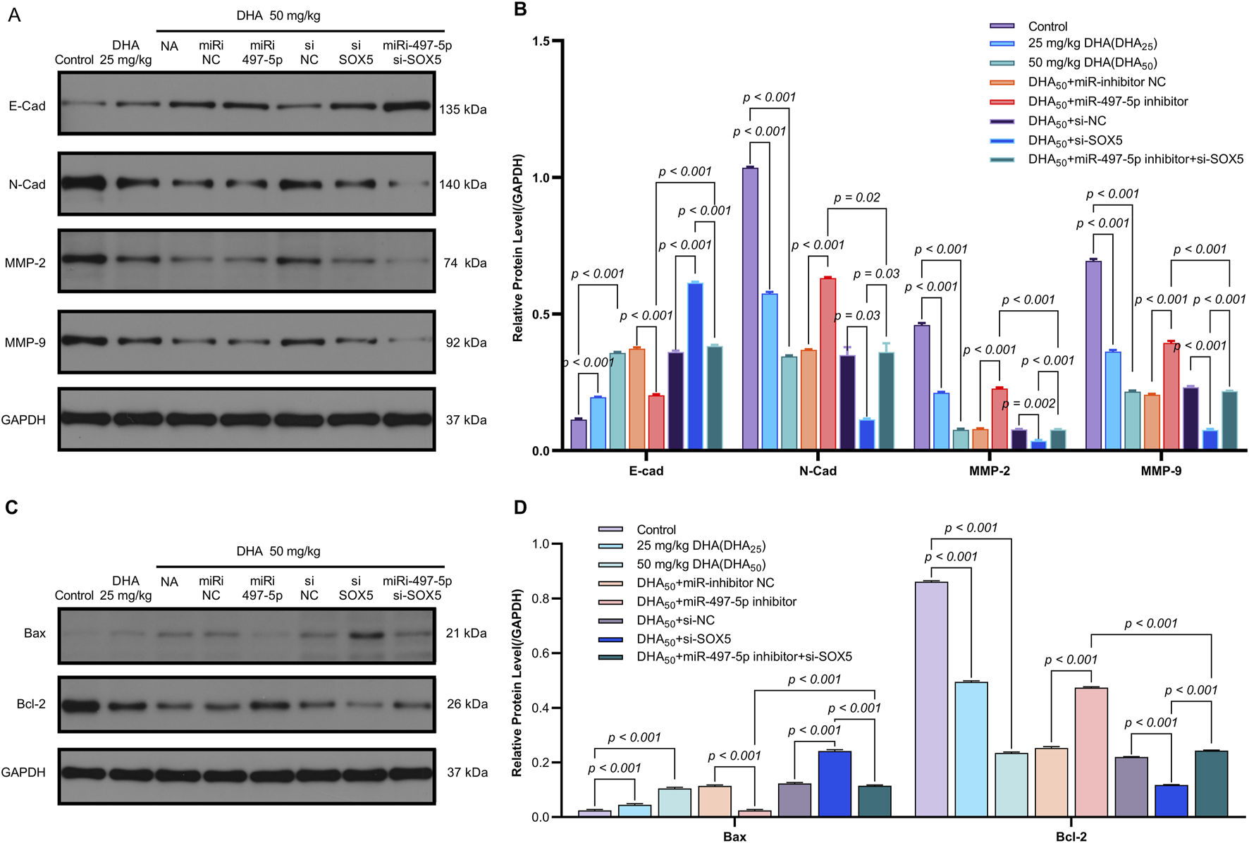 Western blot and bar graph data analyze protein expression and relative levels of E-Cad, N-Cad, MMP-2, MMP-9, Bax, and Bcl-2 under various treatment conditions involving DHA and miRNA inhibitors. Significant differences are indicated with p-values. Different colors represent control and several experimental groups.