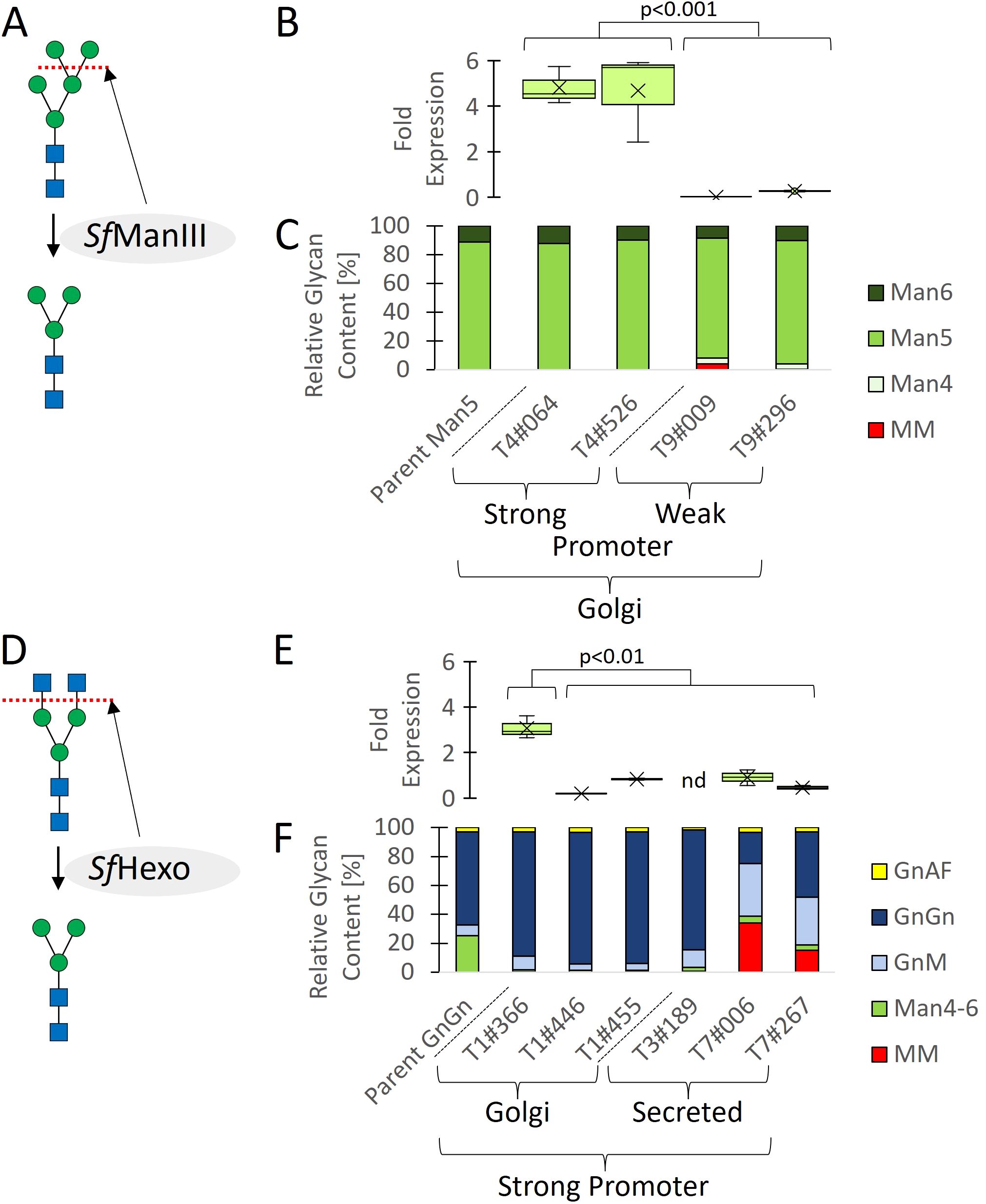 Diagram illustrating glycosylation processes with SfManIII and SfHexo enzymes. Panels A and D show simplified glycan structures modified by these enzymes. Panel B and E are box plots comparing fold expression levels, with significant differences highlighted. Panels C and F are bar graphs displaying relative glycan content percentages across different samples, with categories such as Man6, Man5, and others indicated by color. Statistical significance is noted.