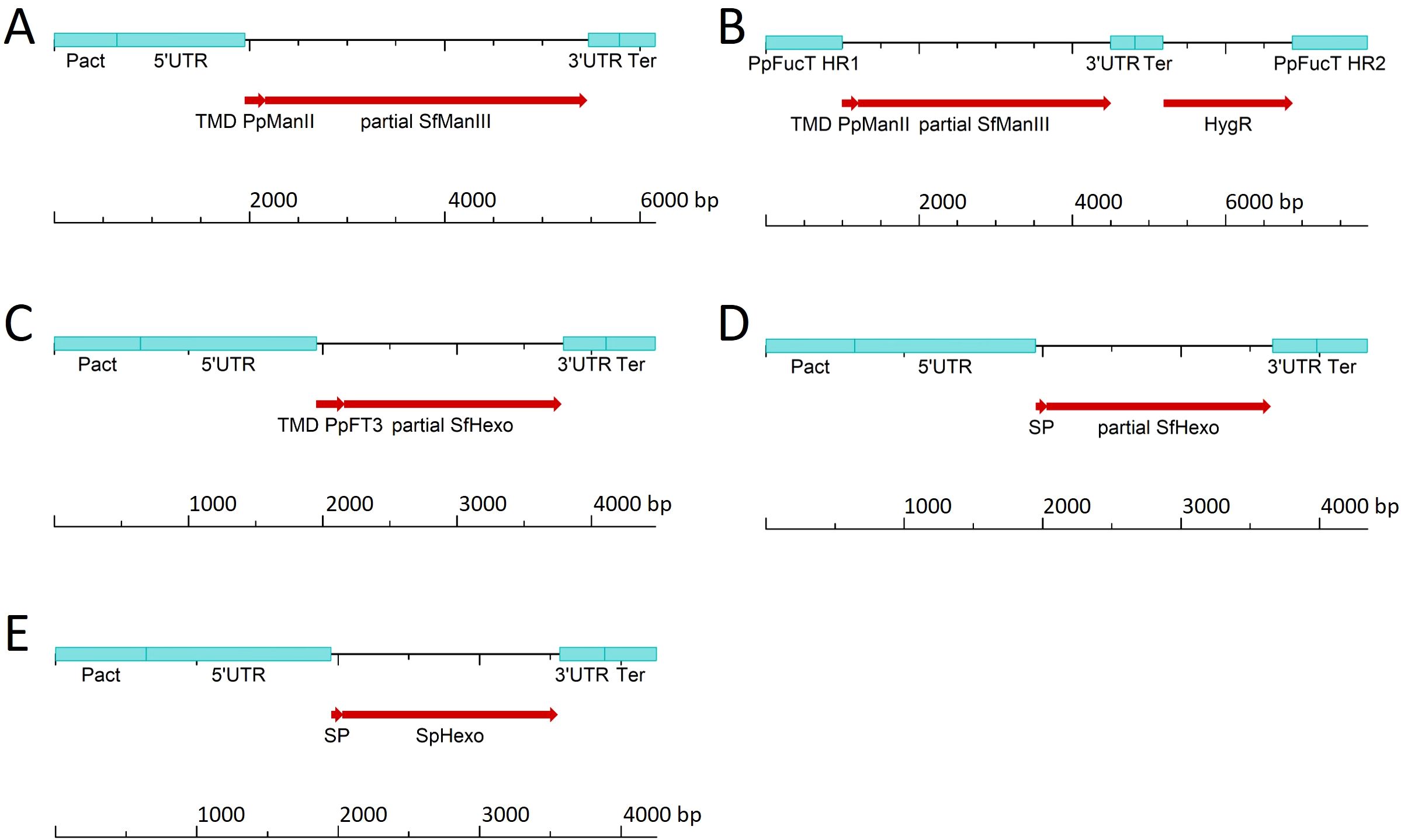 Diagram showing five genetic constructs labeled A to E, each illustrating different gene arrangements and lengths in base pairs. Constructs involve components such as 5' UTR, 3' UTR, Pact, Ter, and various genes like PpManII, SfManIII, HygR, and SfHexo. Arrows indicate direction and location of gene sequences. Scale ranges from zero to 6,000 base pairs.